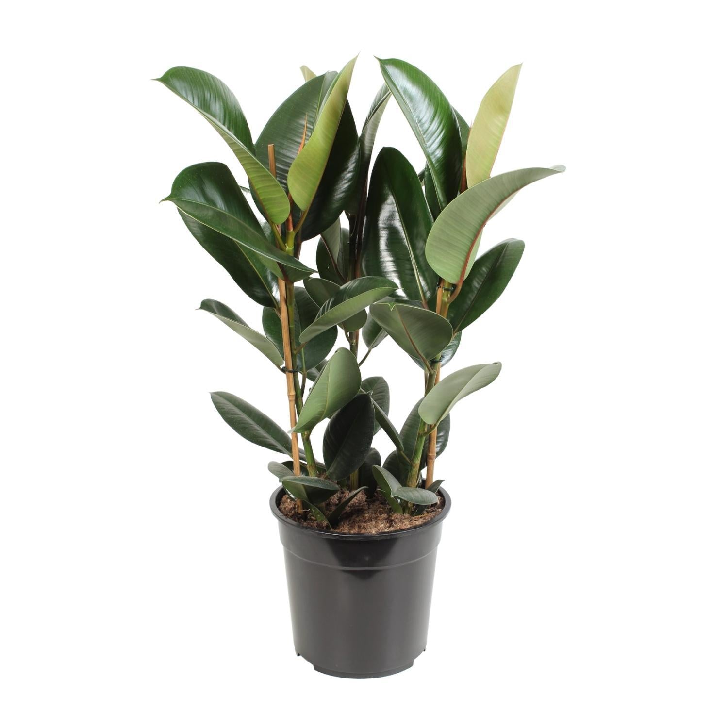 Gummibaum Ficus Elastica Robusta - Ø27cm - ↕85cm