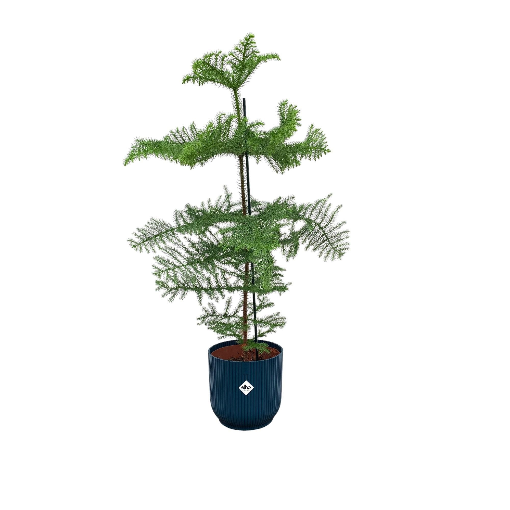 Araucaria (kamerden) inclusief elho Vibes Fold Round Topf blau Ø22 - 100 cm