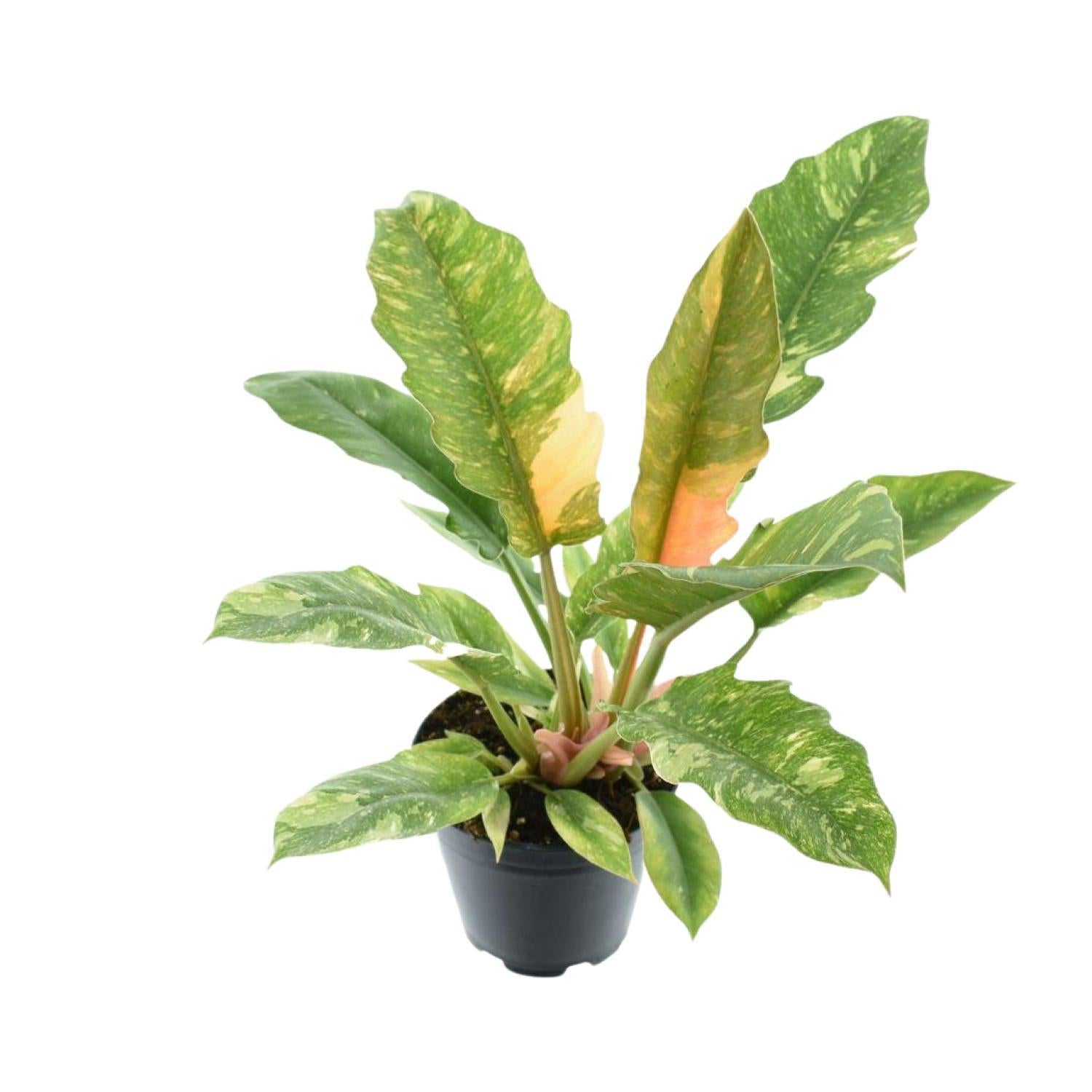 Philodendron Smal 'Ring Of Fire' P14 - Ø14cm - ↕48cm