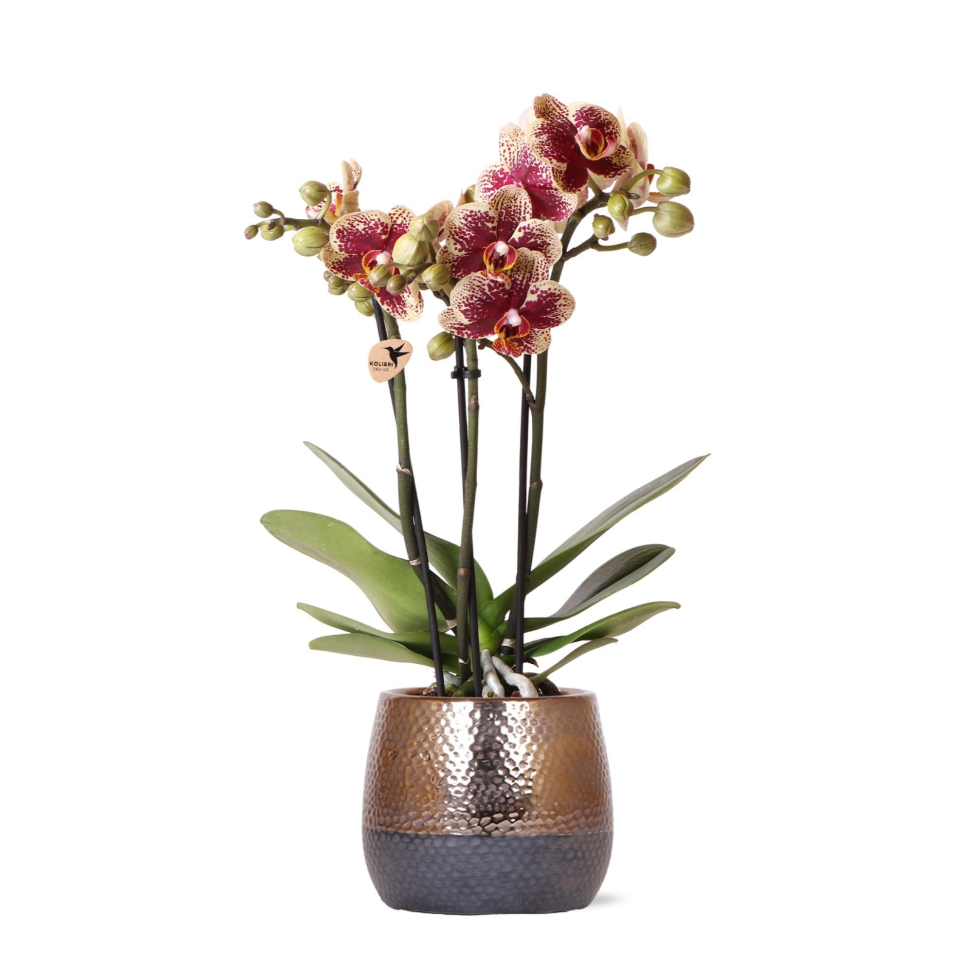 Orchidee gelb rote Phalaenopsis Orchidee - Spanien + Elite Ziertopf Kupfer - Topfgröße Ø9cm - 40cm hoch | blühende Zimmerpflanze im Blumentopf - frisch vom Züchter