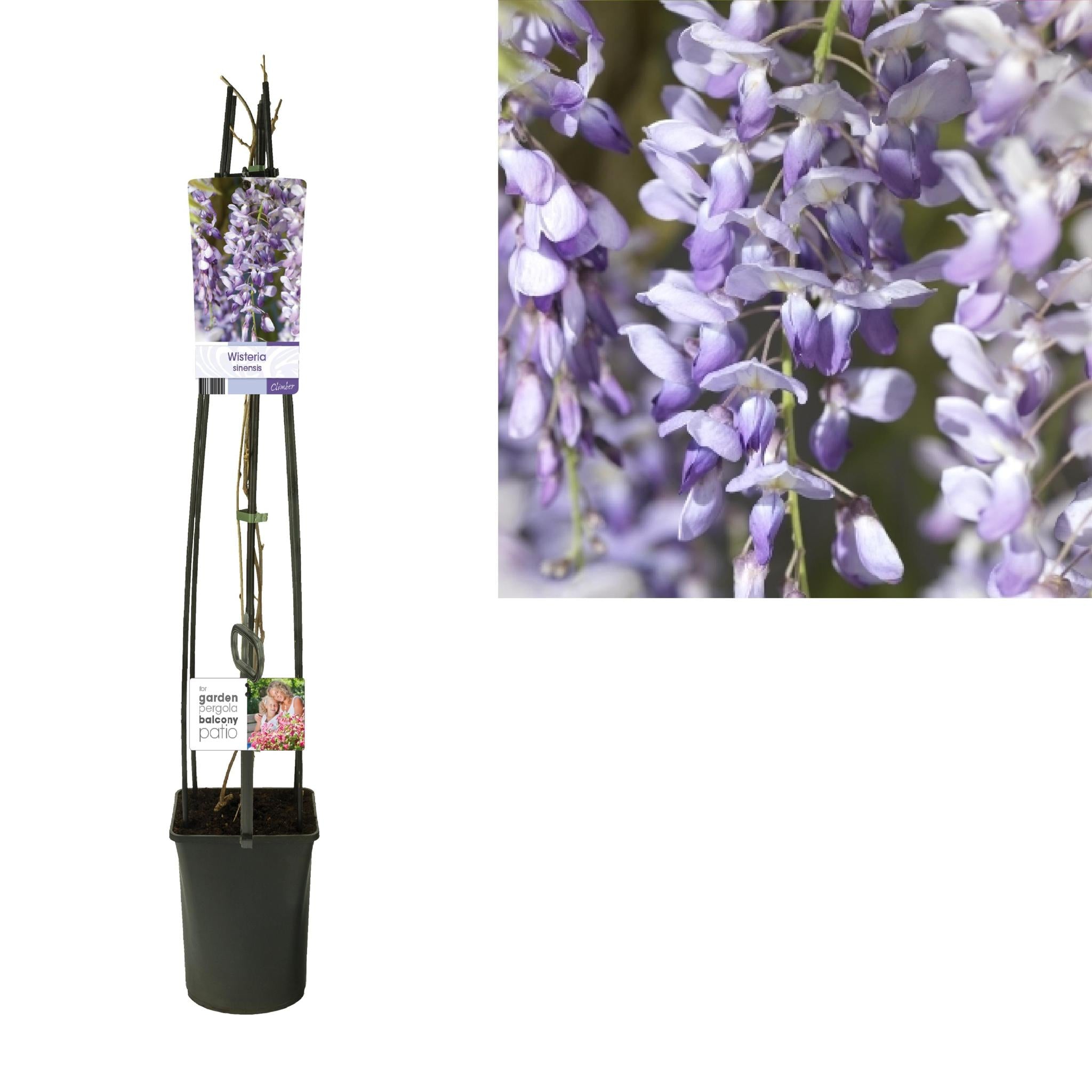 Chinesischer Blaurege - Wisteria Sinensis - blauer Regen + light Label