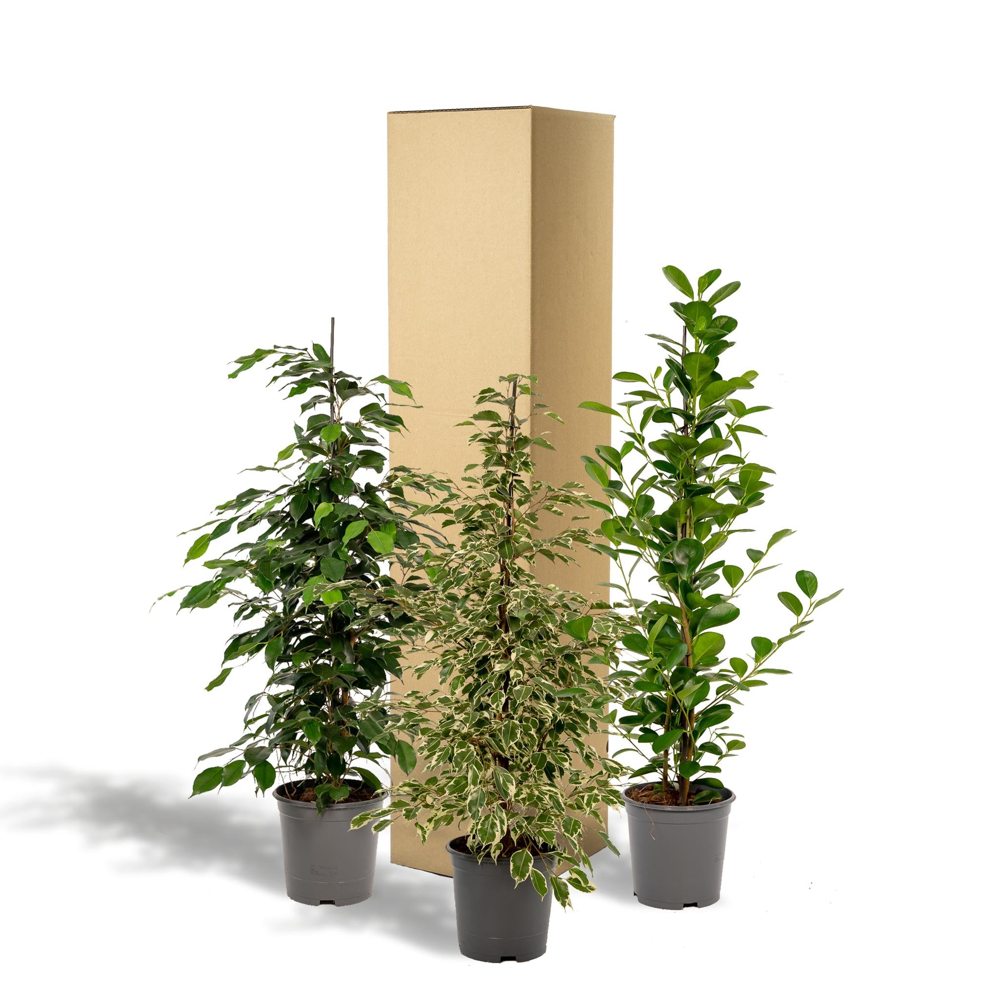 Birkenfeigen Mix - Ficus Benjamina Danielle - Ø21cm - ↕95cm + Ficus Benjamina Twilight - Ø21cm - ↕95cm + Ficus Microcarpa Moclame - Ø21cm - ↕95cm