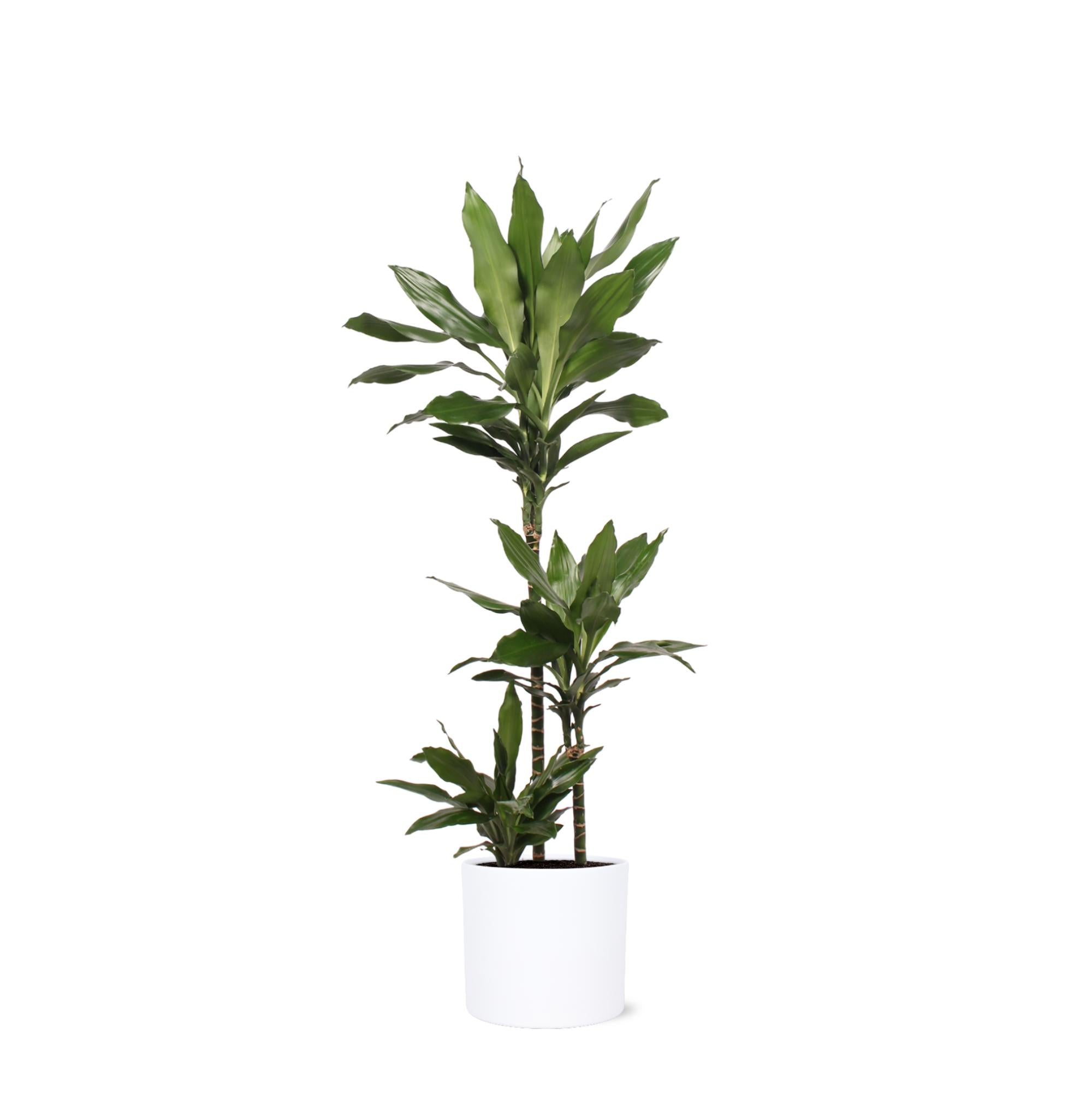 Drachenbaum Janet Lind - Dracaena Janet Lind Ø24cm ↕120cm in Era weisser Topf