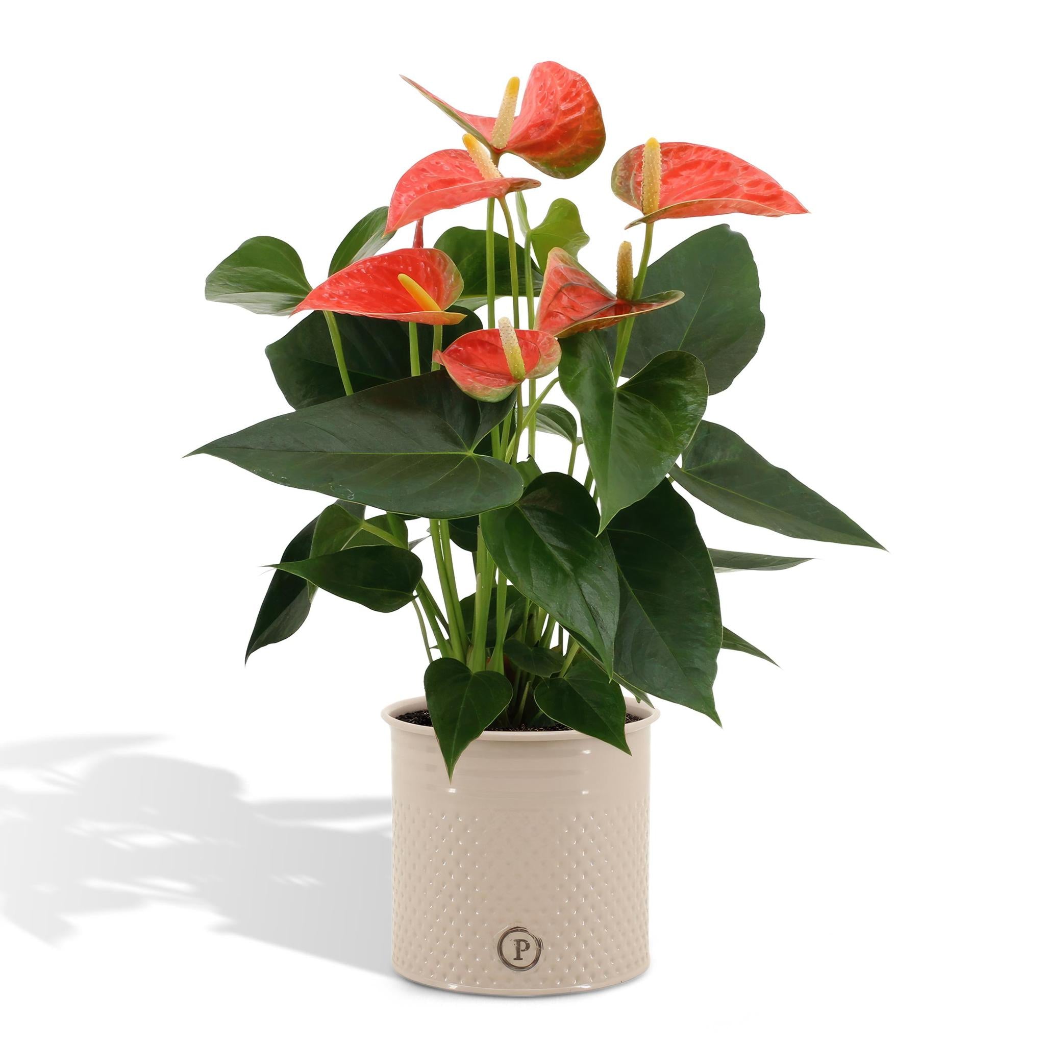 Anthurium andreanum Prins van Oranje incl. PURE zink - 45cm - Ø12