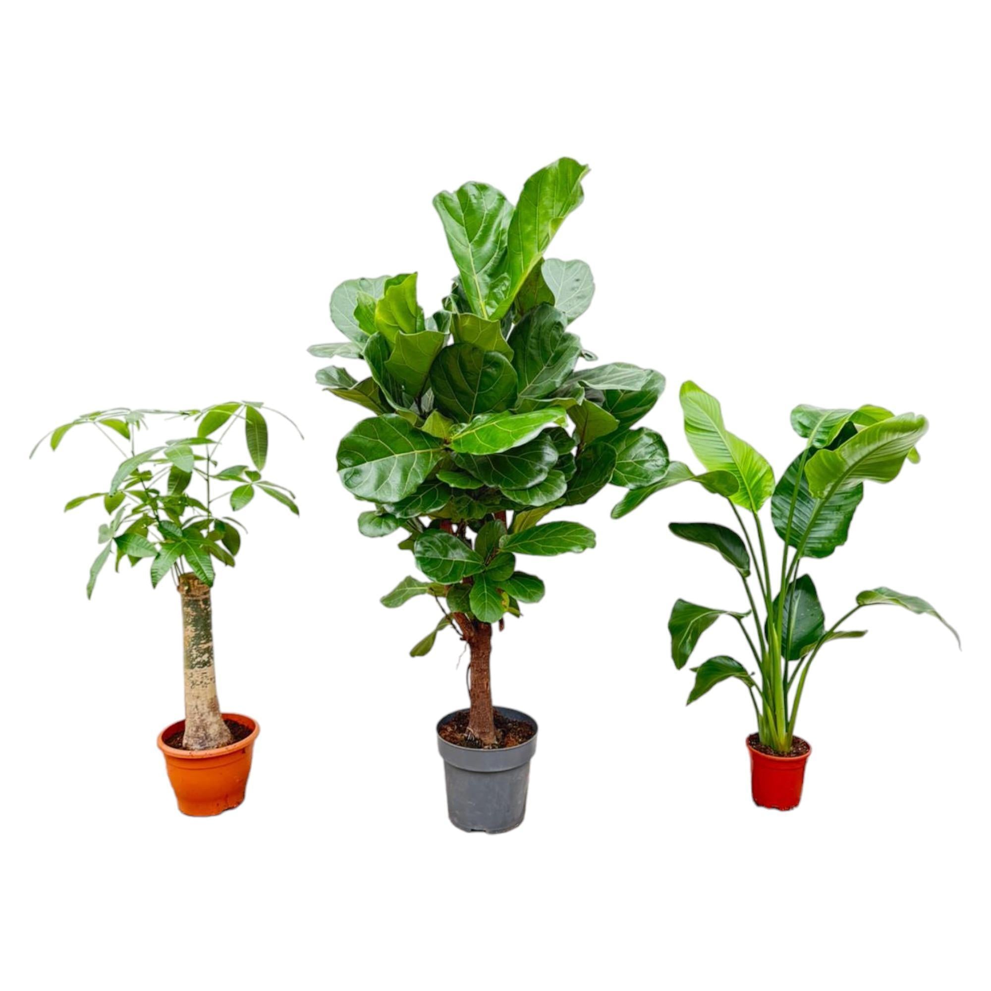 Combideal - Strelitzia Nicolai 70 cm - Wout L 130 cm - Ficus Lyrata vertakt 160cm