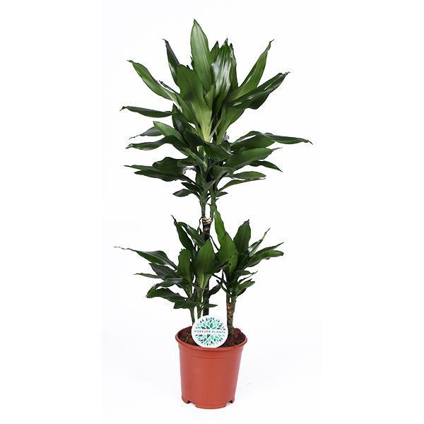 Drachenbaum Janet Lind - Dracaena Janet Lind Ø21cm - ↕90cm