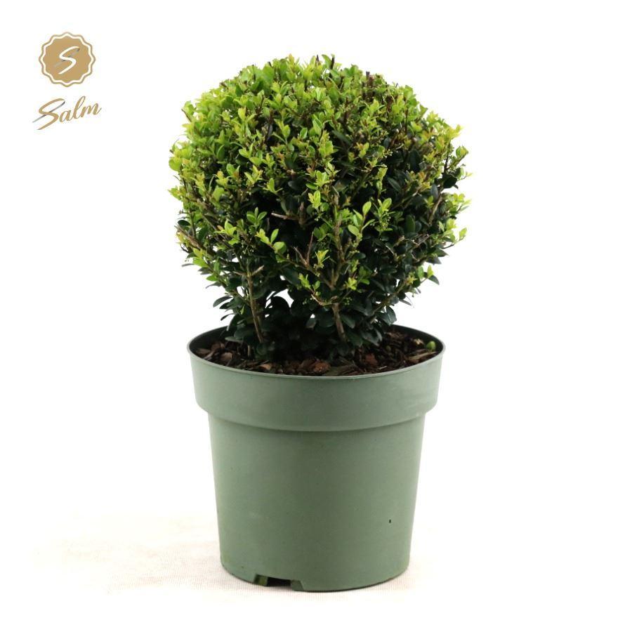 Japanische Stechpalme - Ilex Crenata 'Jenny'® Ball - Ø20cm P17 - Ø17cm - ↕40cm