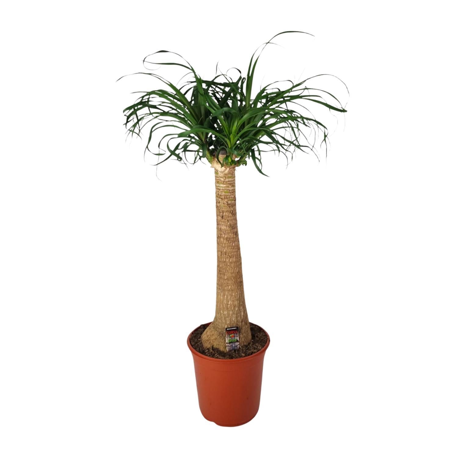 Elefantenfuß - Beaucarnea Nolina - Ø24cm - ↕95cm