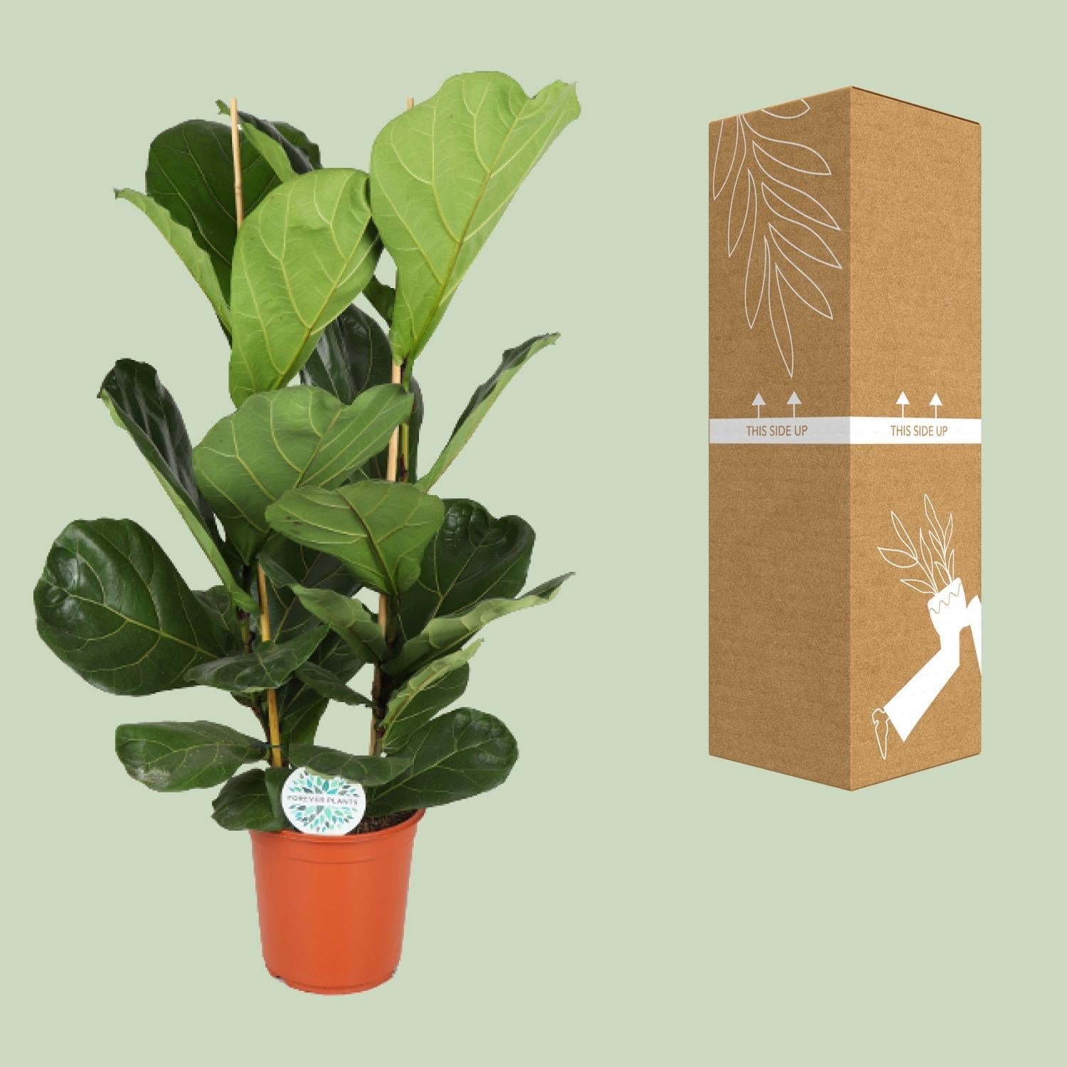 Geigenfeige - Ficus Lyrata - Ø24cm - ↕110cm