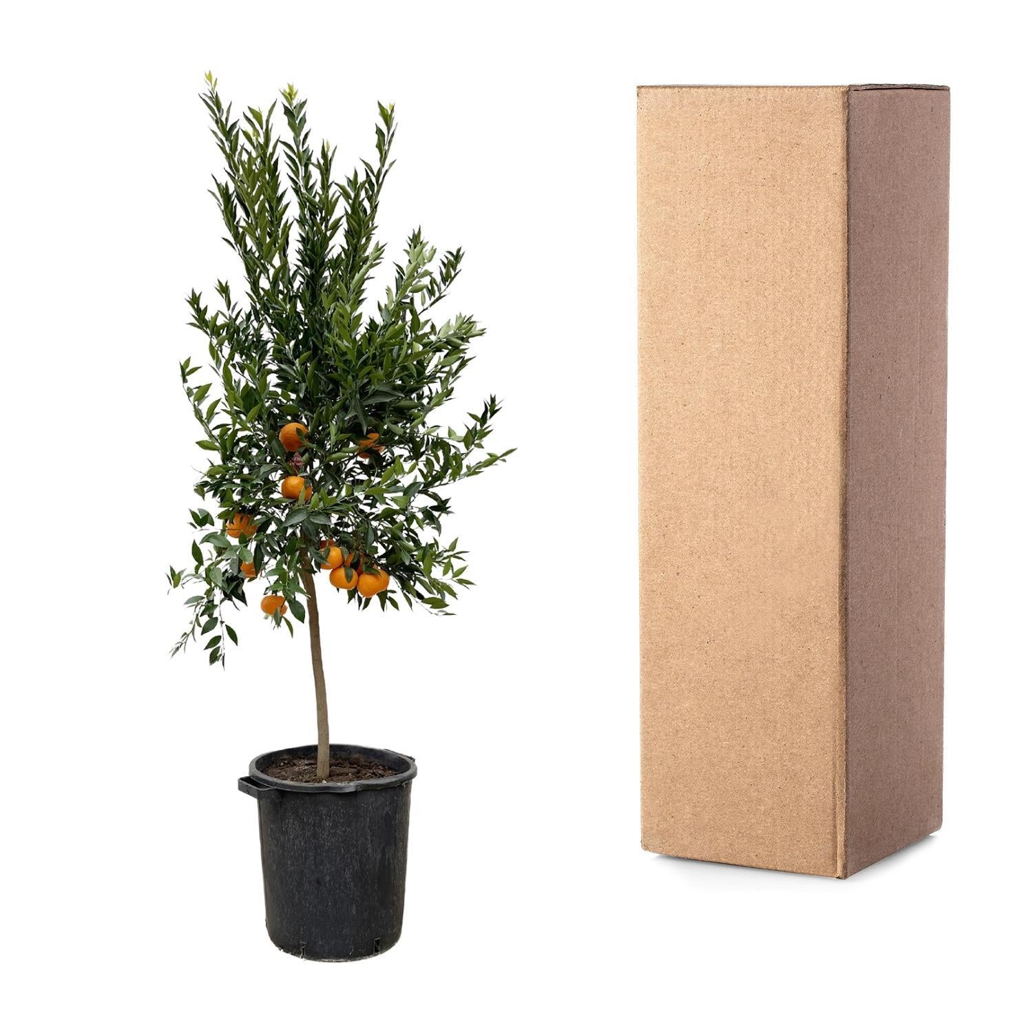 Mandarinenbaum - Citrus Mandarino - 200 cm - ø40