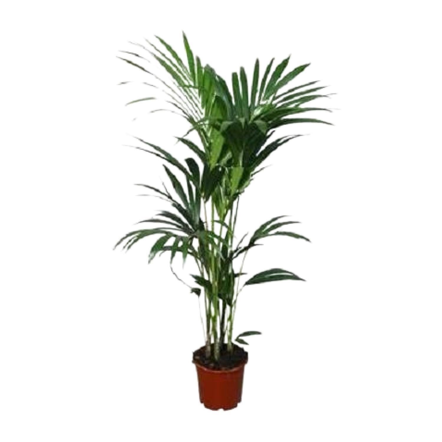 Kentia Palme - Howea Forsteriana - Ø21cm - ↕120cm - Ø24 - ↨120cm