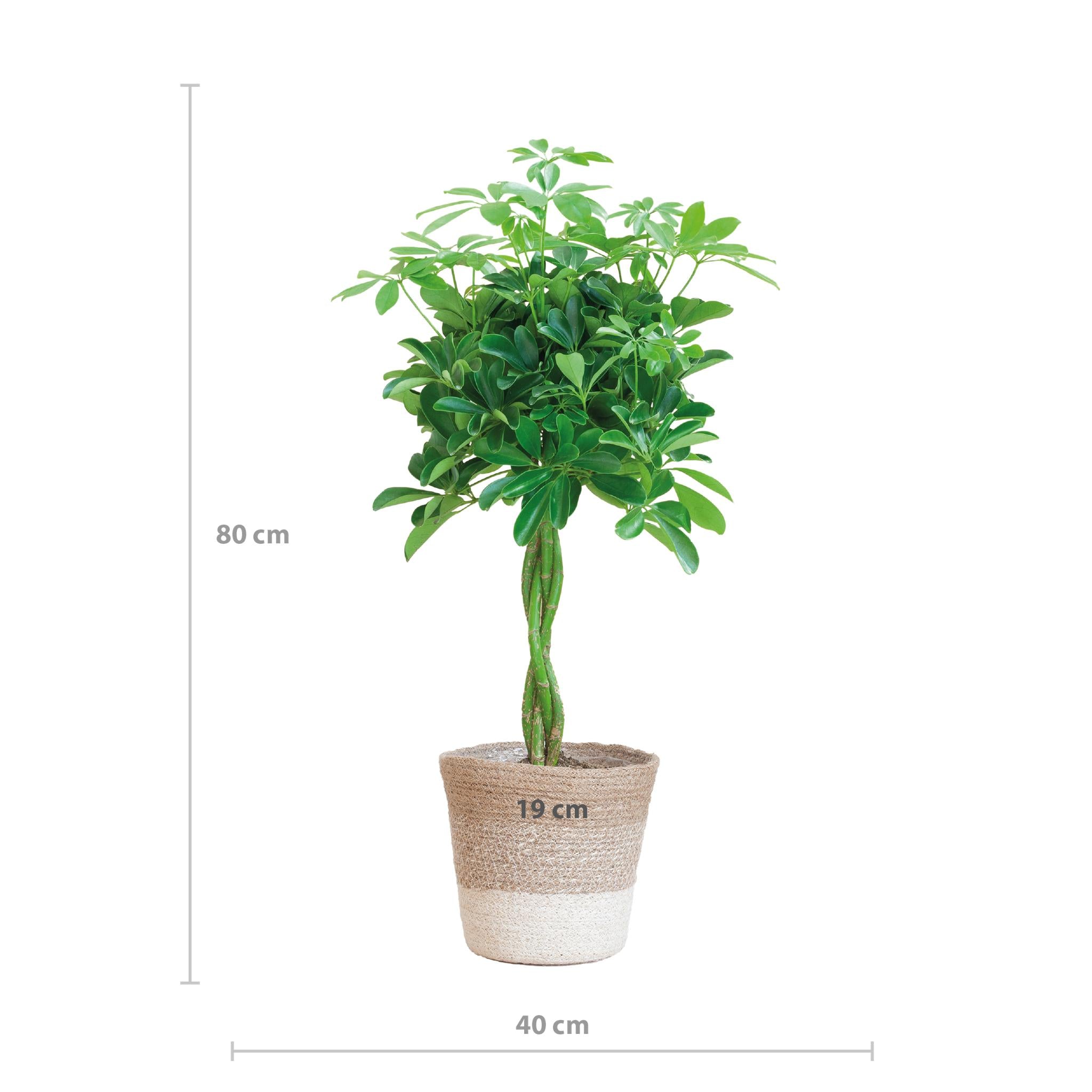 Schefflera Arab Nora met plantenmand Lissabon wit - 80cm - Ø19