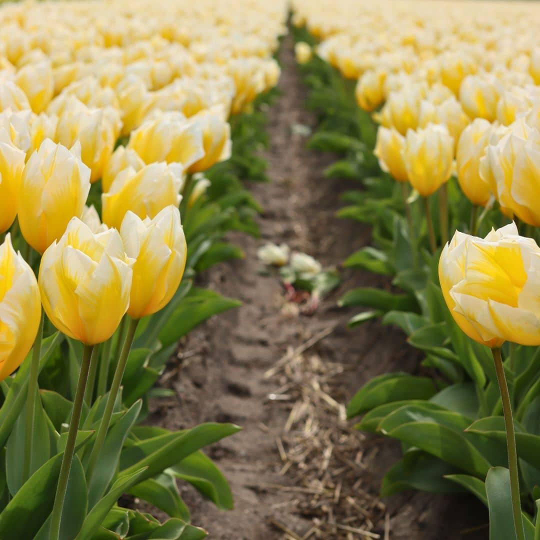 Tulpe Sweetheart gelb-weiß - 15 Blumenzwiebeln - Größe 12+