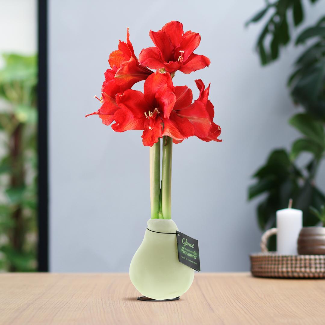 No Water Flowers® (wax amaryllis) | Glowz - Red flower