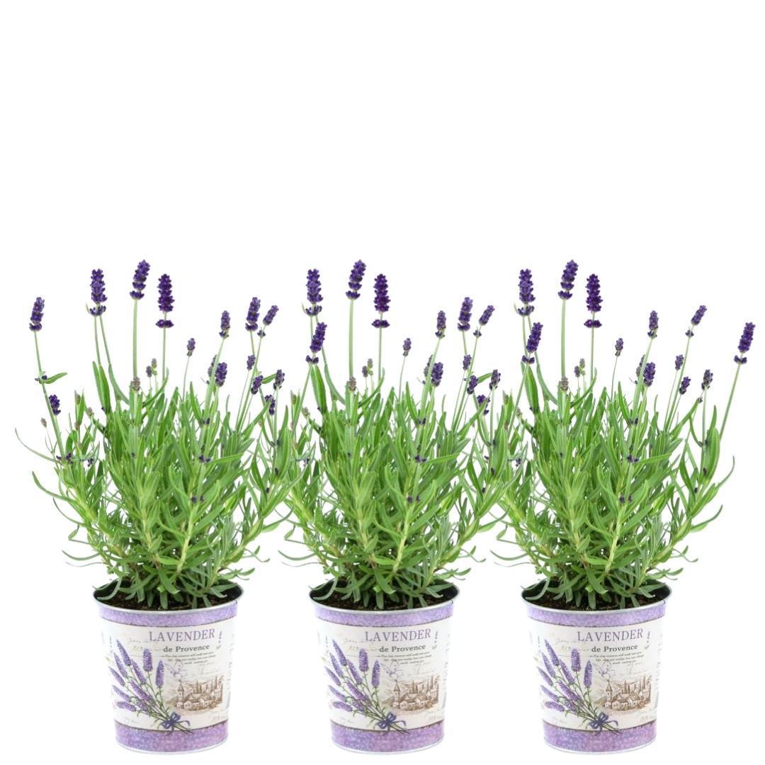 Lavendel - Lavandula Angustifolia Felice - im Dekotopf Lavendel Farbe    3 Stück