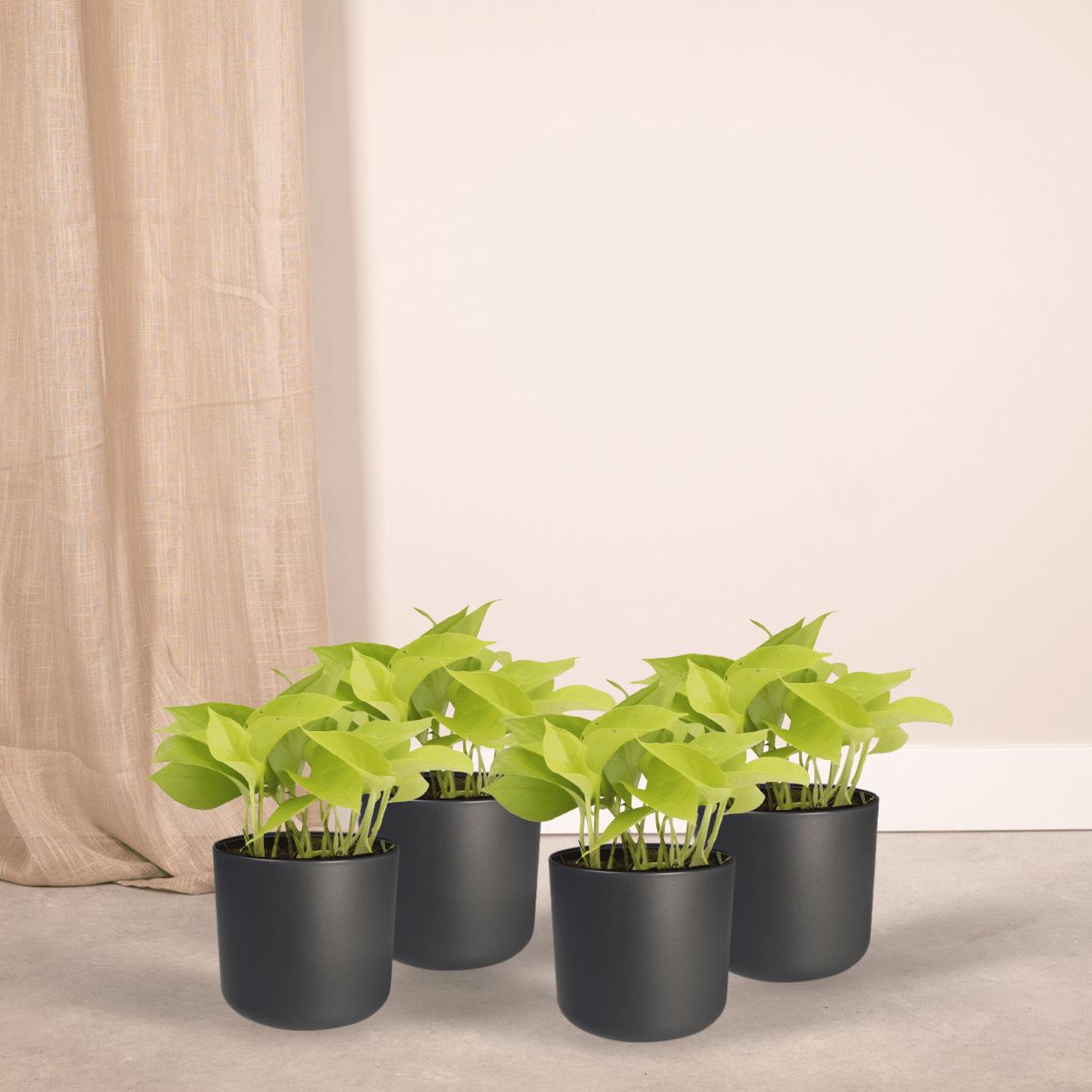 Epipremnum Gouden Pothos (Scindapsus) - 4 stuks - Ø12cm - ↕15cm