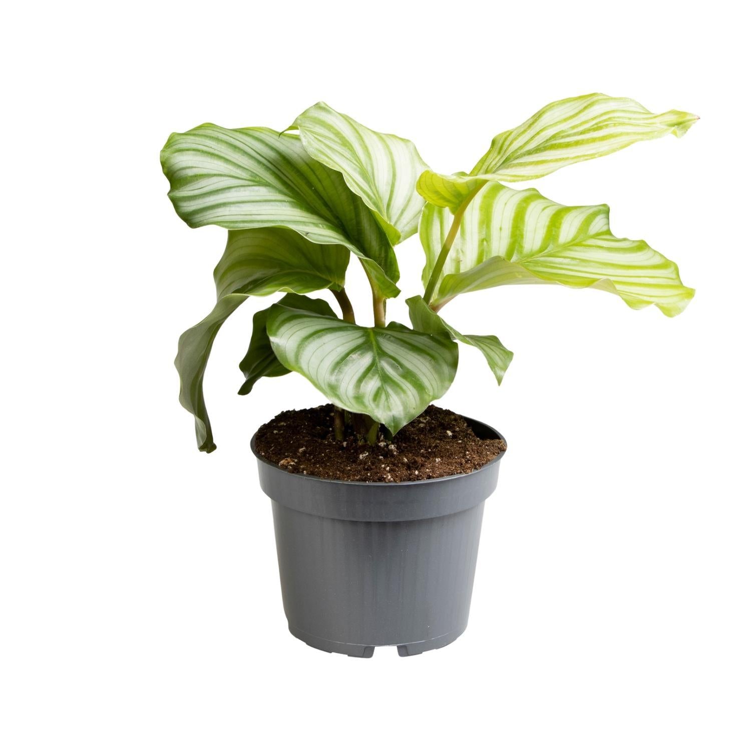 Gebetspflanze - Calathea Orbifolia - Ø12cm - ↕25cm