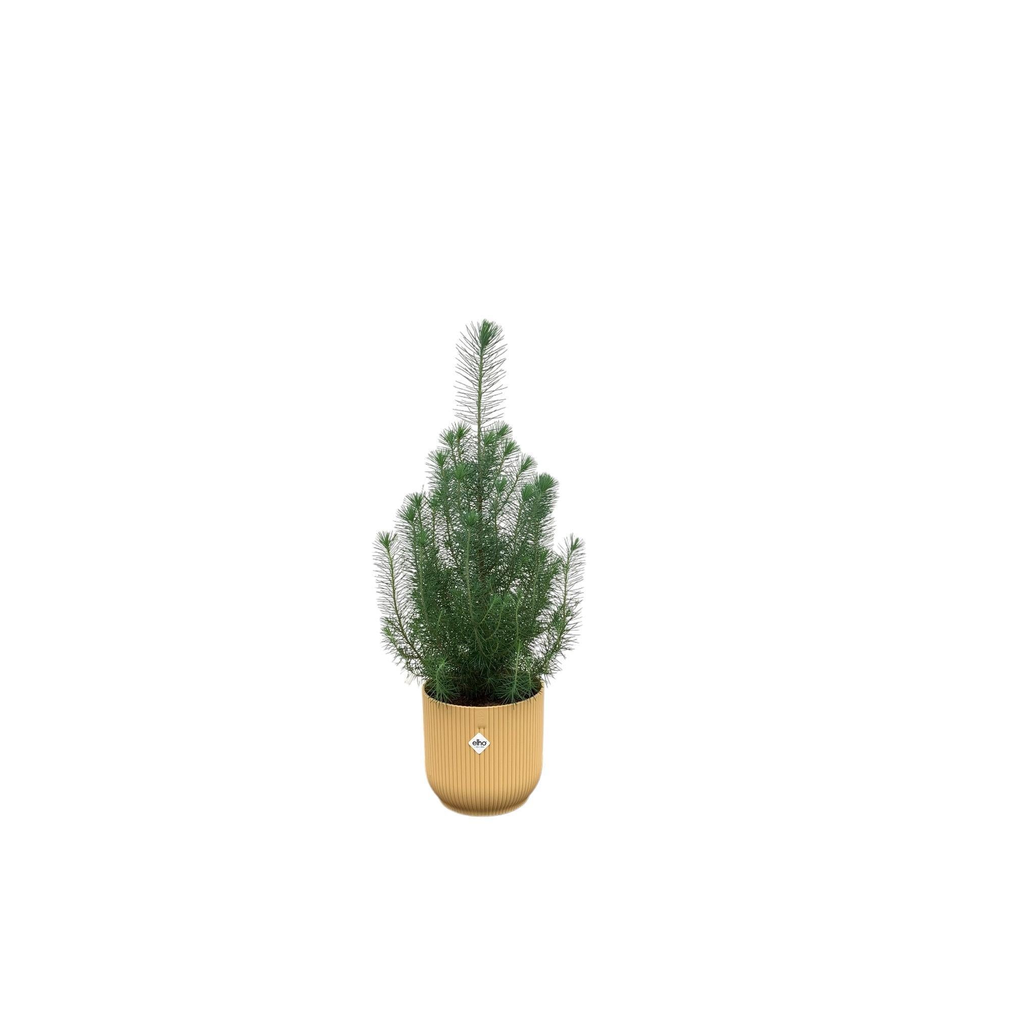 Pinus Pinea inclusief elho Vibes Fold Round Topf beige Ø18 - 50 cm