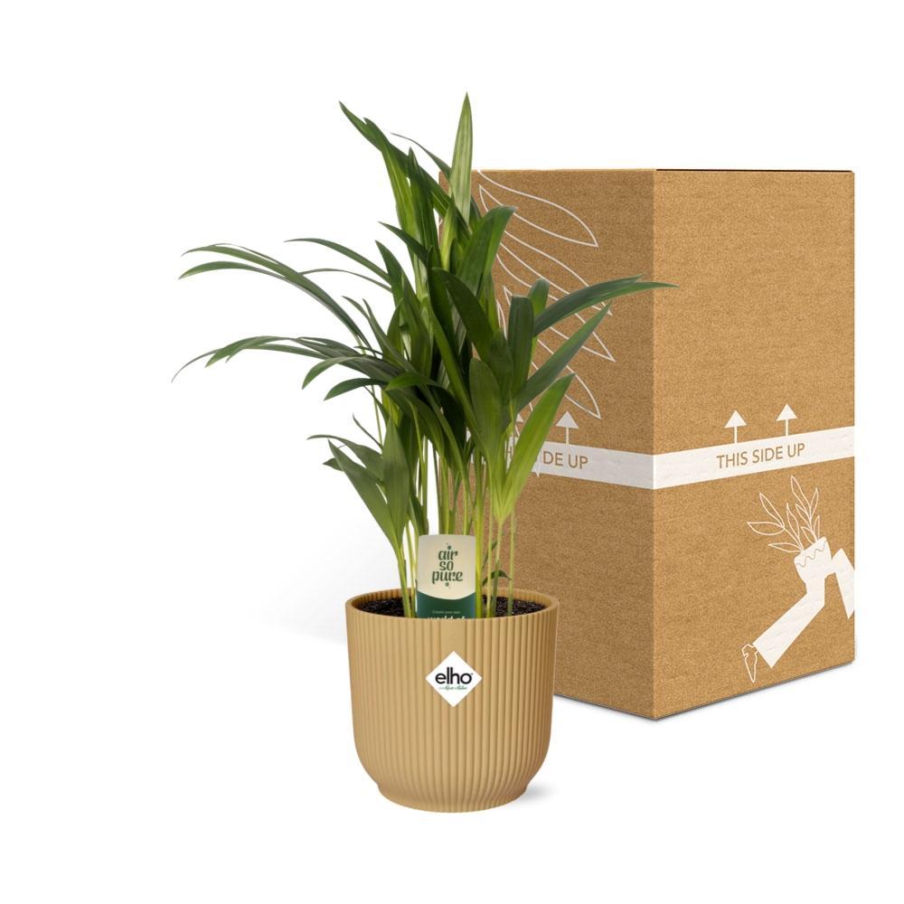 Arecapalme - Dypsis Lutescens 12cm in ELHO Vibes Fold 14cm Topf gelb