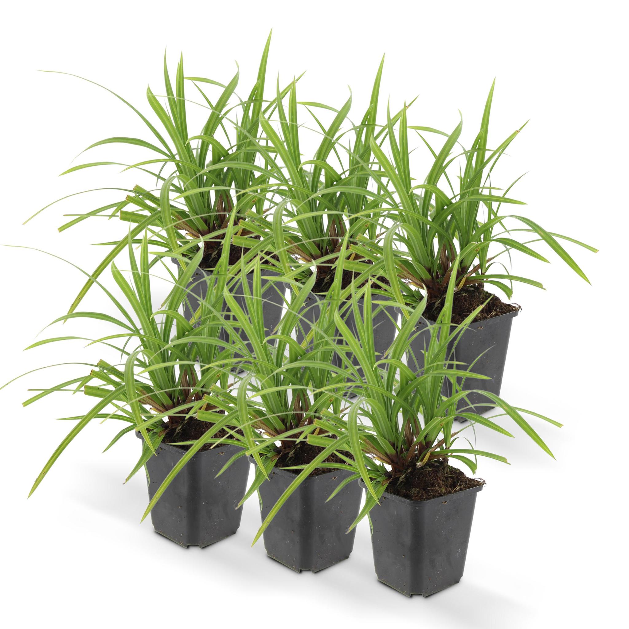 Ziergras Irish Green - Carex morrowii 'Irish Green' - ↕10-25cm - Ø9cm - 6 Stück