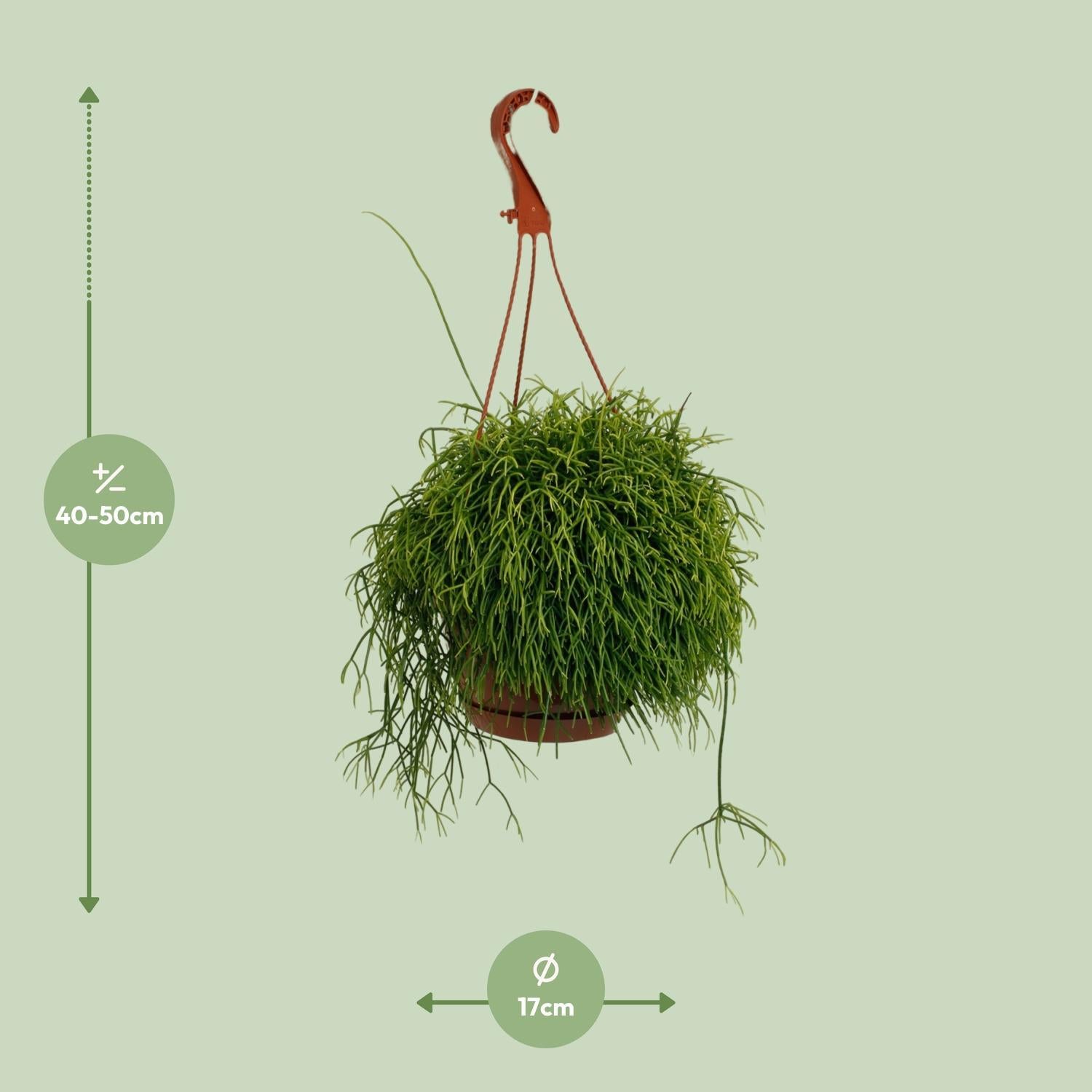 Korallenkaktus - Rhipsalis Cassutha - Ø17cm - ↕45cm