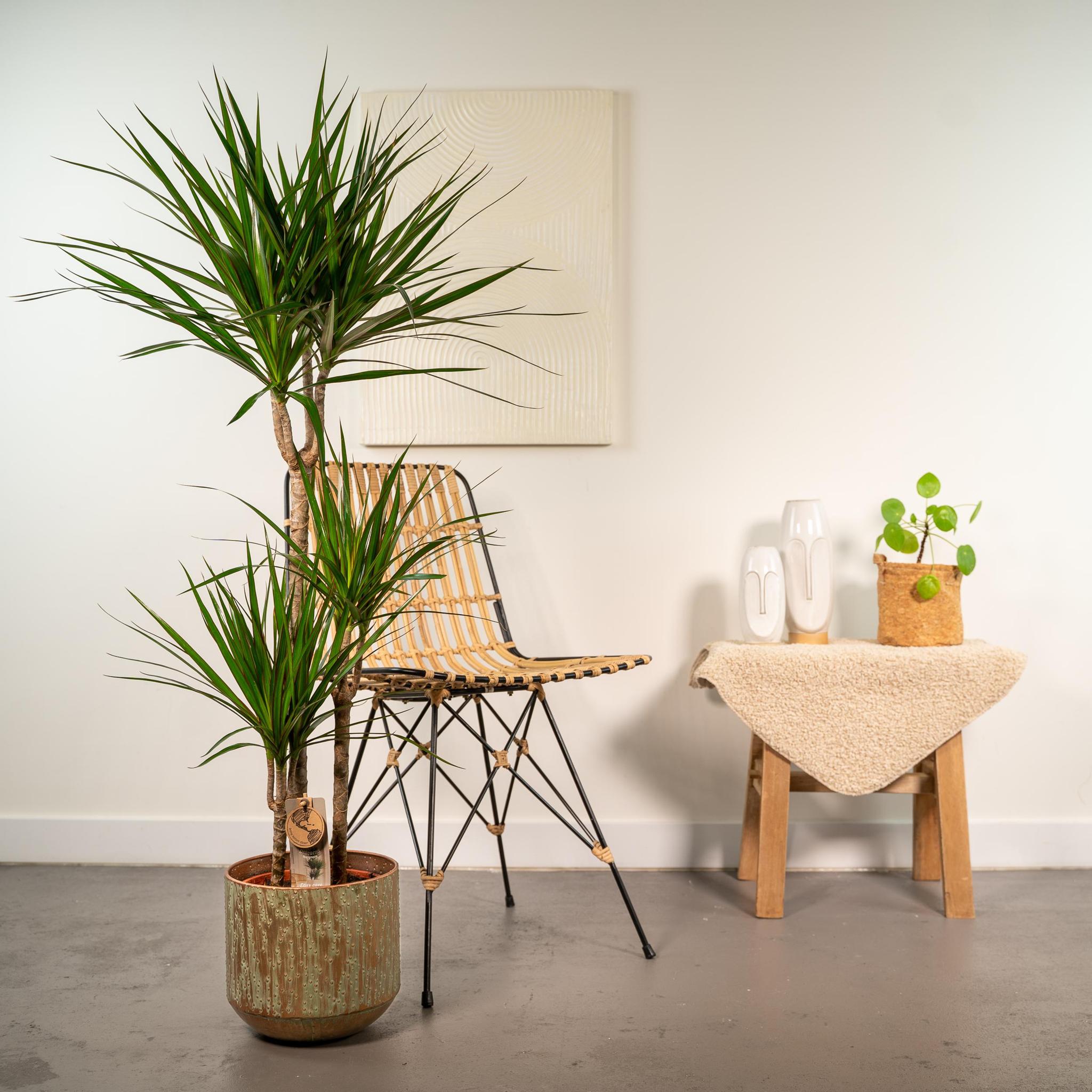 Dracaena met pot - ↨120cm - Ø21cm