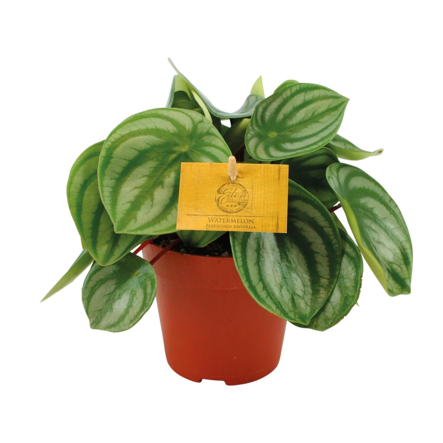 Peperomia Argyreia - Ø12cm - ↕20cm