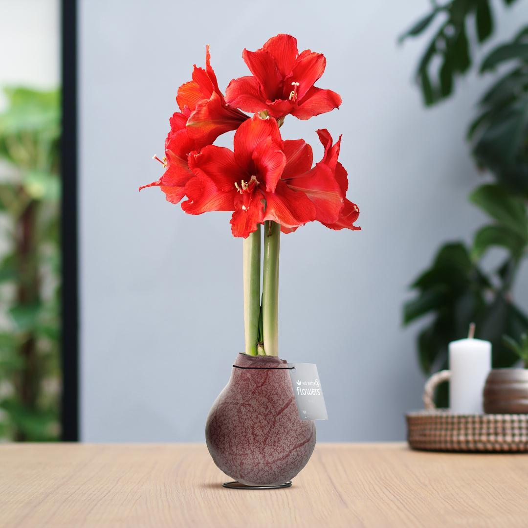 No Water Flowers® (wax amaryllis) | Waxz® Marble - Bordeaux + Red flower