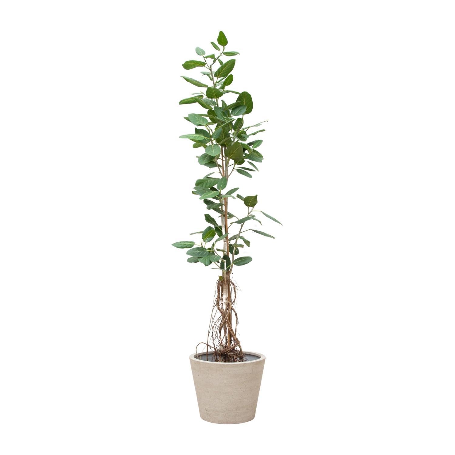 Indischer Banyanbaum Ficus Benghalensis Audrey am Stiel mit hängenden Wurzelns - 220cm - ø45