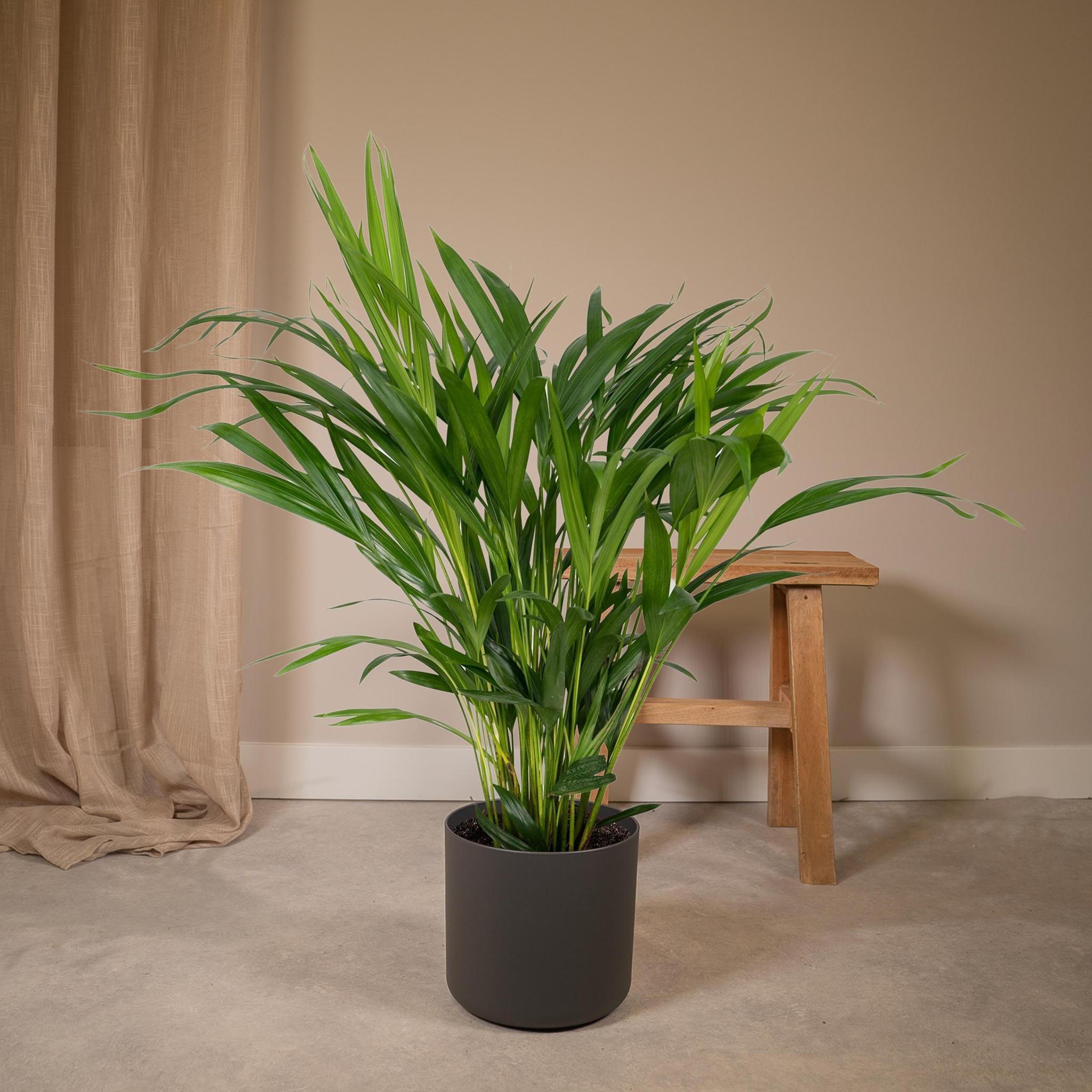 Arecapalme  Dypsis  Lutescens - Ø17 - ↨60cm