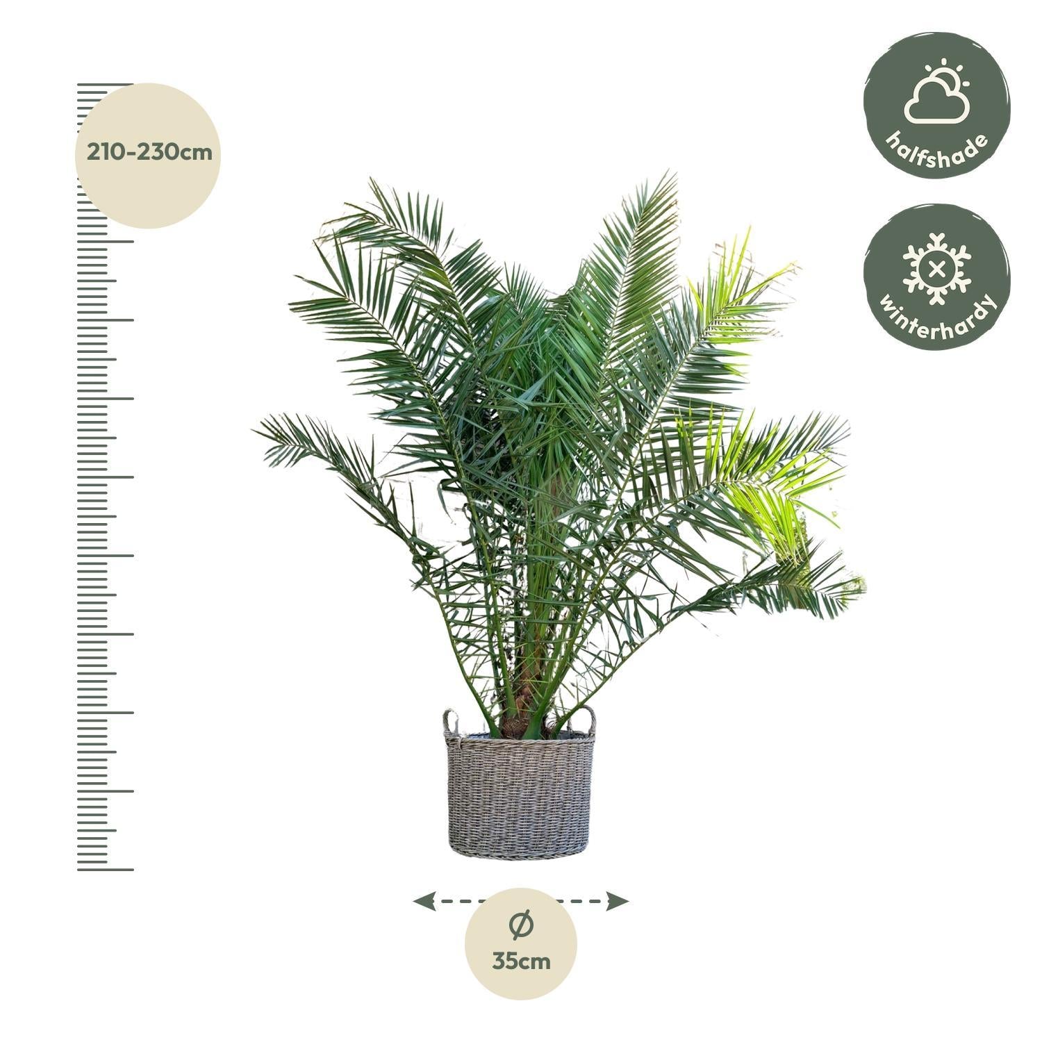 Phoenix Canariensis - 300cm - ø40