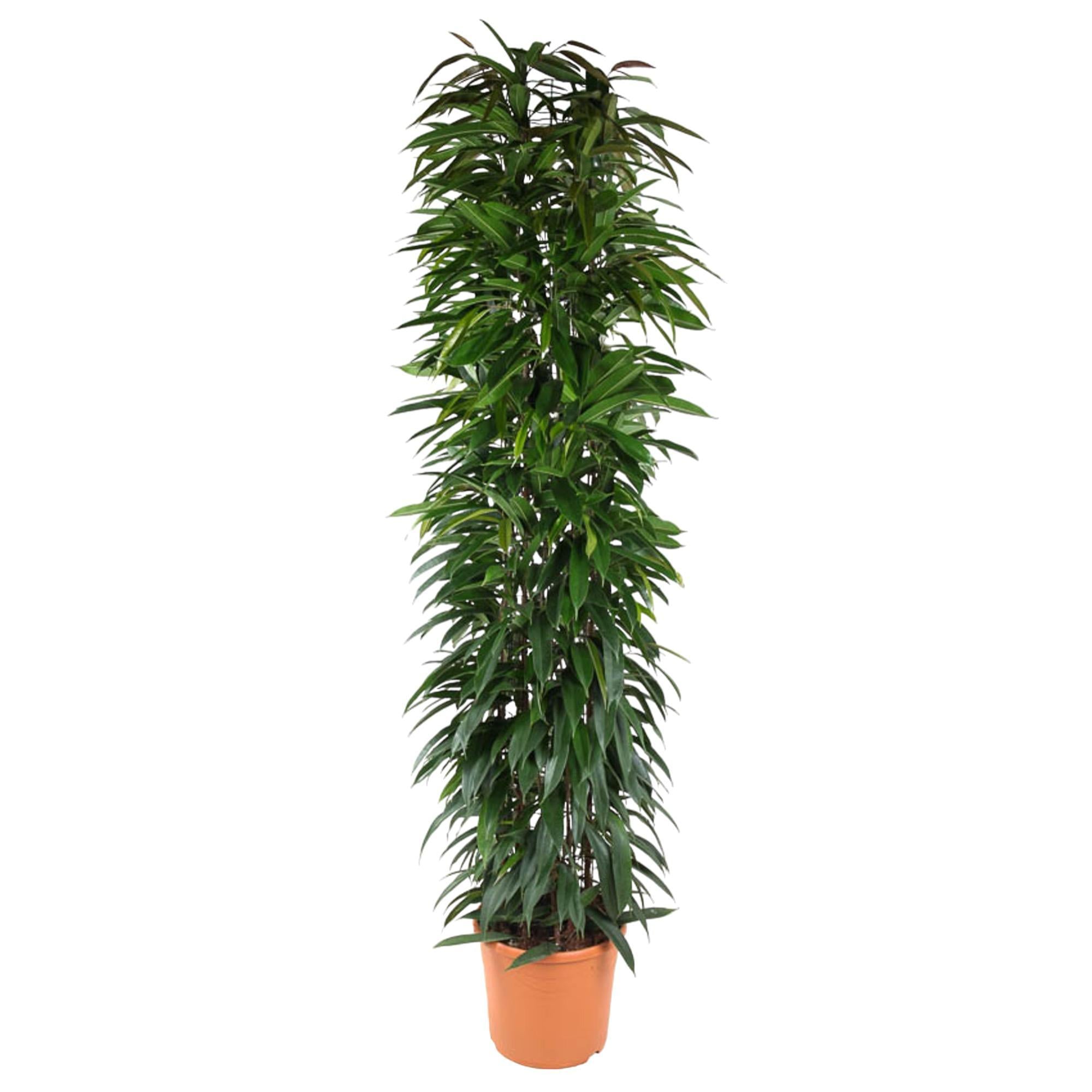 Ficus Alii Koning zuil - 200 cm - ø35