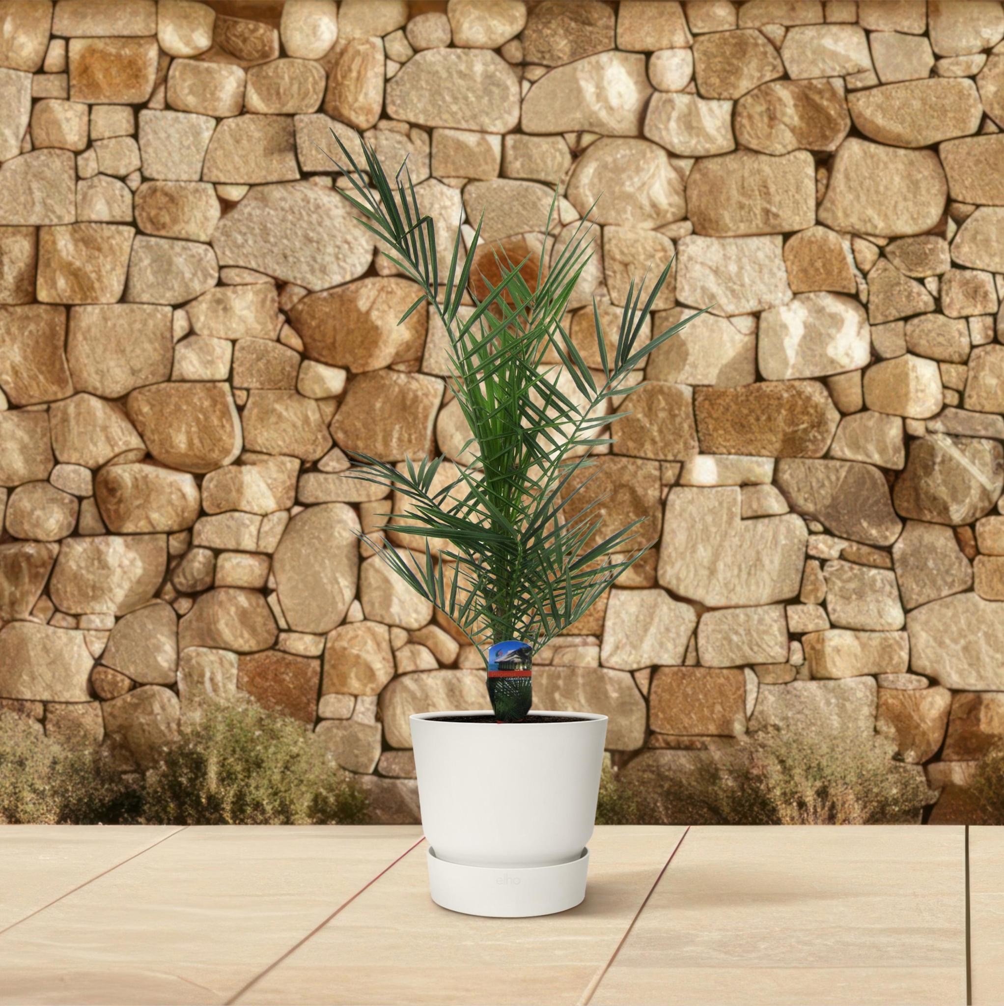 Phoenix Canariensis - 80 cm - Ø15cm