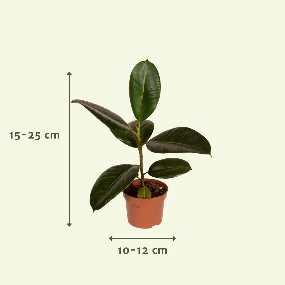 Buitenbeentjesdoos - Ø12cm - 10x