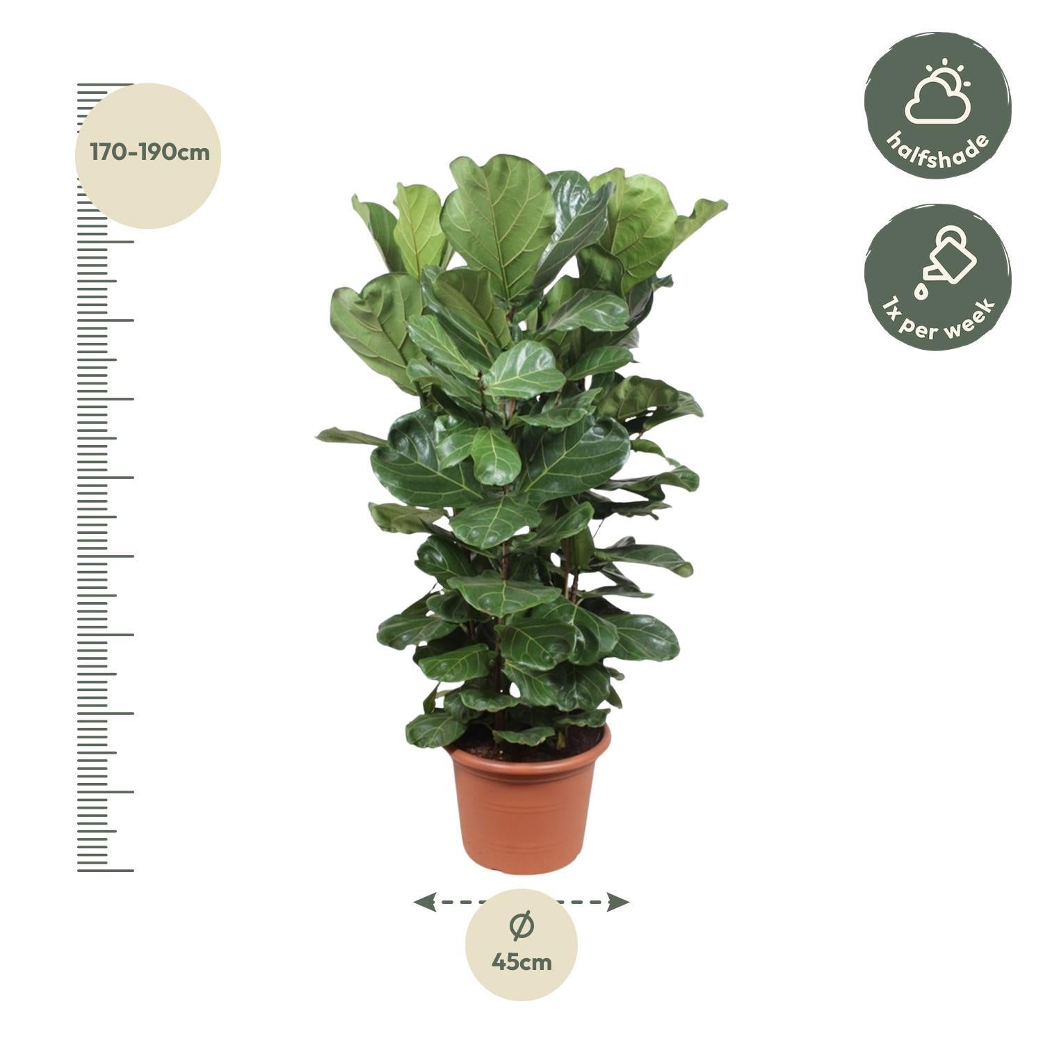 Geigenfeige - Ficus Lyrata Strauch XL - 180 cm - ø45