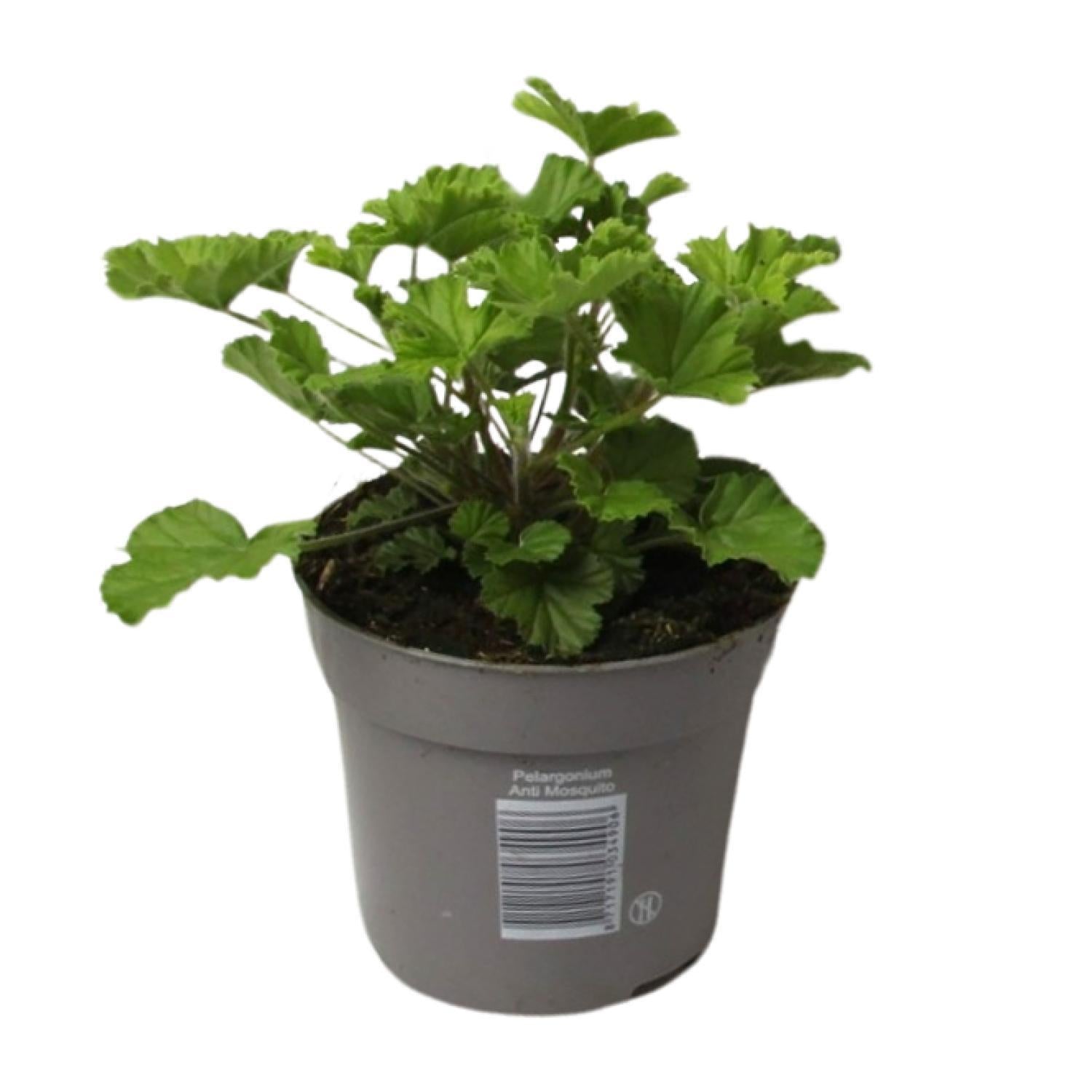 Pelargonium 'Nova' Anti-Muggen - Ø10,5cm - ↕20cm