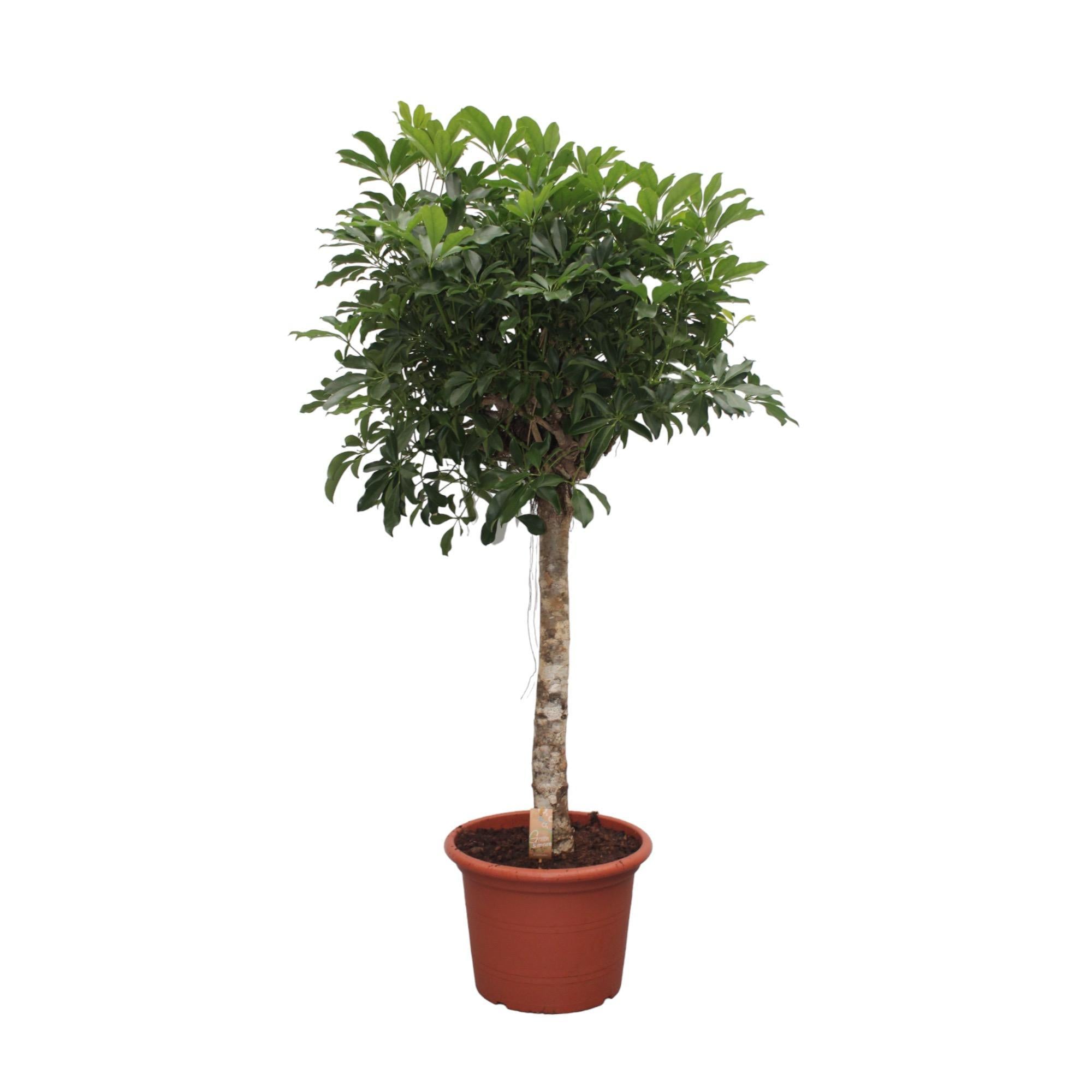 Schefflera Arboricola Compacta giek - 190 cm - ø45