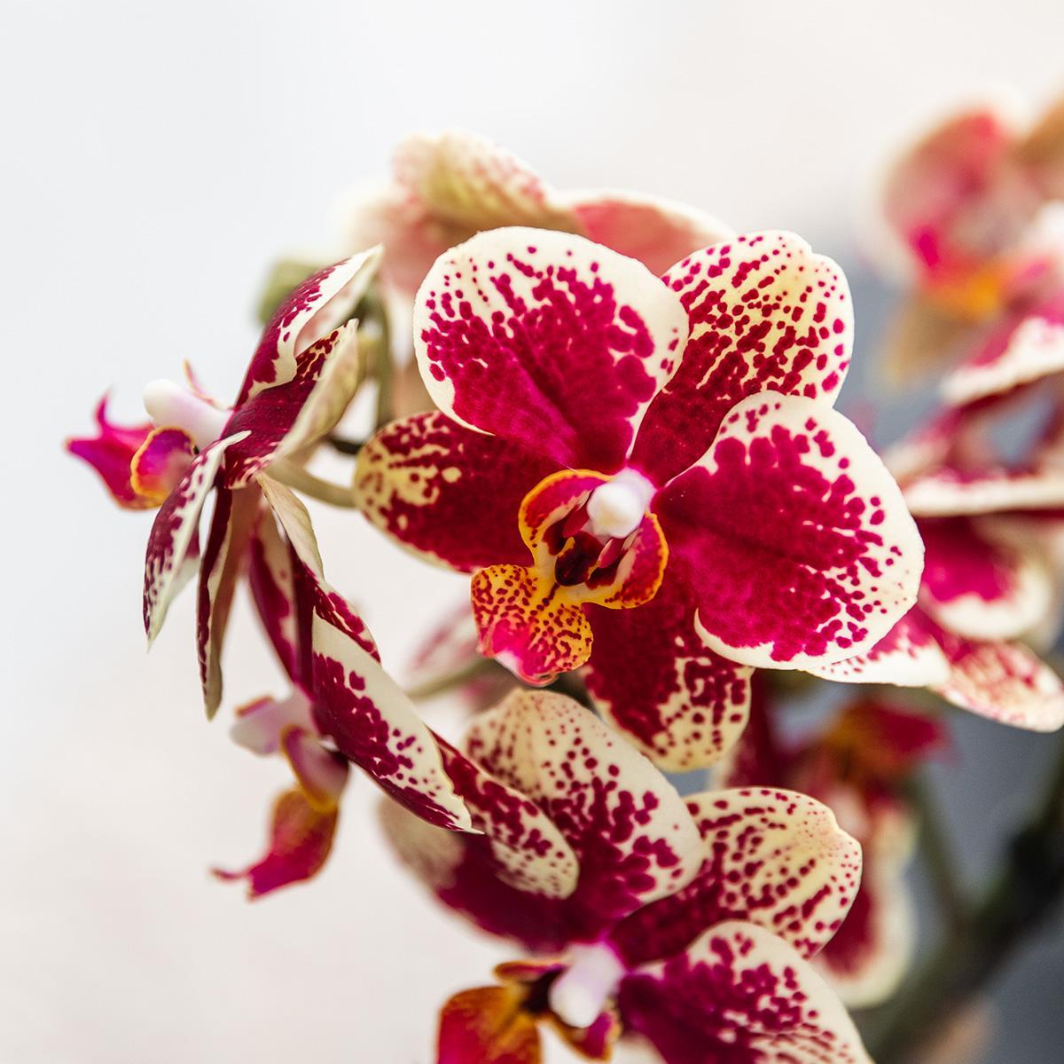 Orchidee Gelbe rote Phalaenopsis-Orchidee - Spanien + Bee Topf - Topfgröße Ø9cm | blühende Zimmerpflanze - frisch vom Züchter