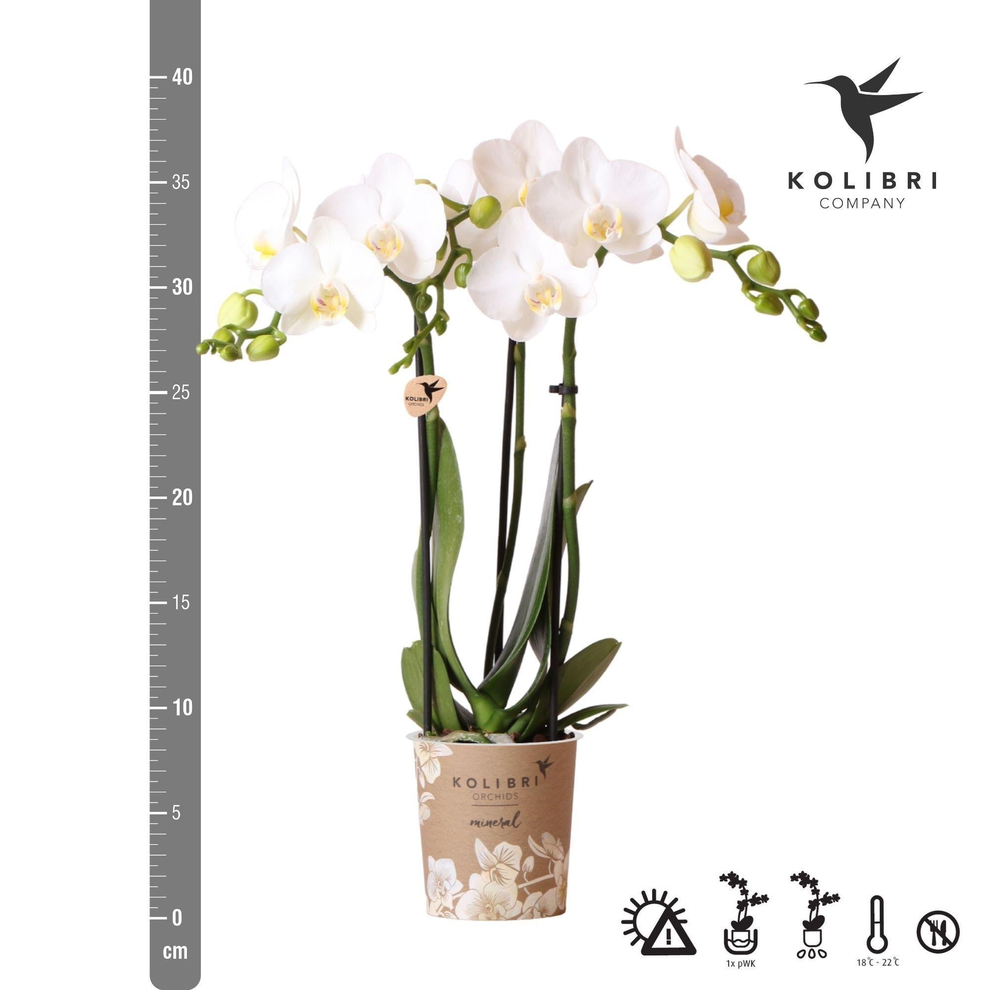 Kolibrie-orchideeën | witte Phalaenopsis orchidee - Amabilis - potmaat Ø9cm | bloeiende kamerplant - vers van de veredelaar