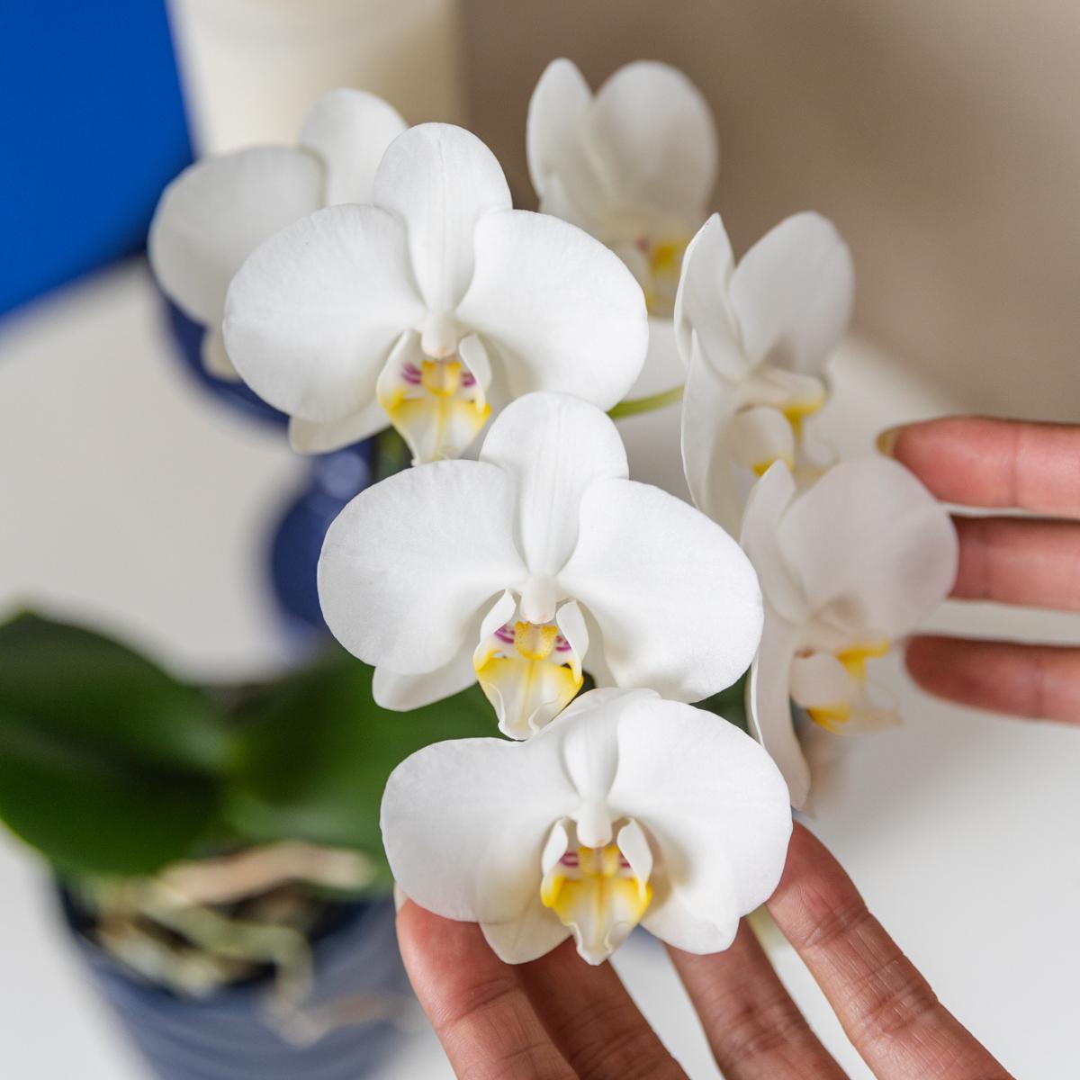 Orchidee - weiße Amabilis-Orchidee + Candy-Übertopf blau - Topfgröße Ø9cm