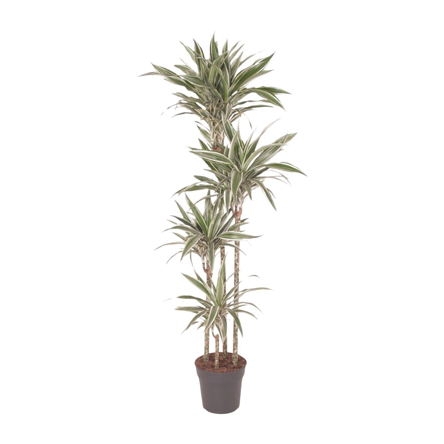 Dracaena Witte Streep - 170 cm - ø27