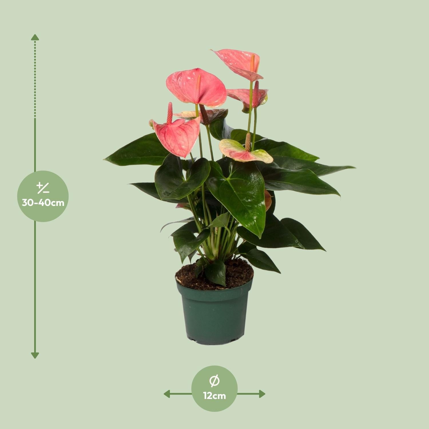 Anthurie - Anthurium Sweet Dream - Ø12cm - ↕35cm