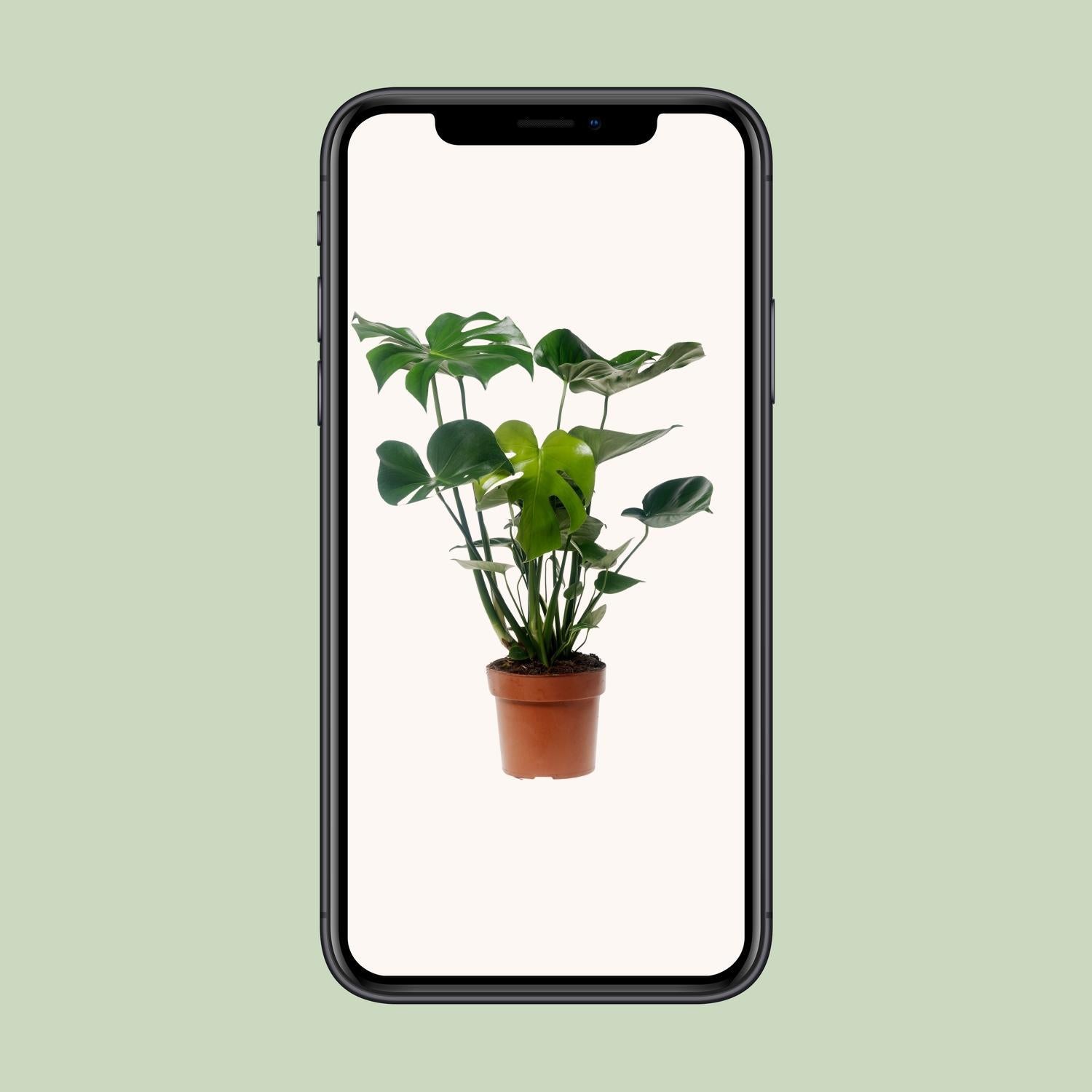 Schweizer Käsepflanze - Monstera Deliciosa - Ø17cm - ↕55cm