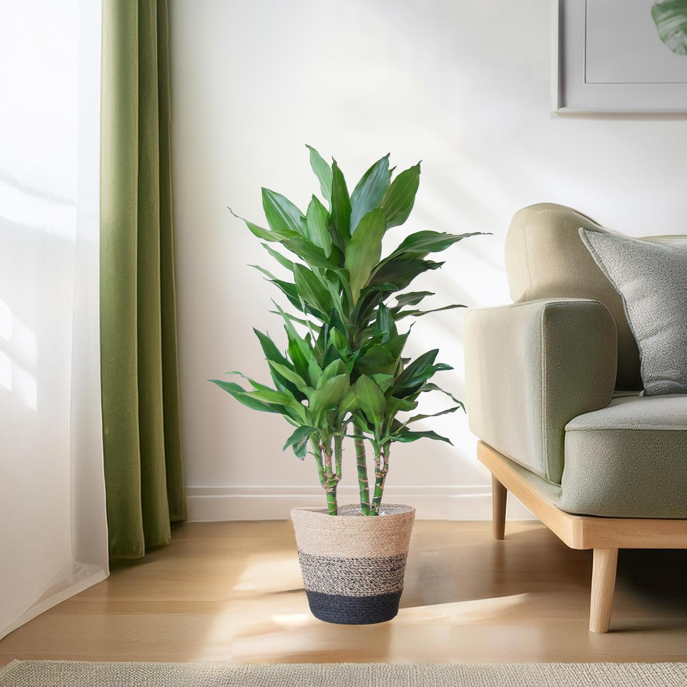 Drachenbaum - Dracaena Janet Lindt mit Pflanzkorb Lissabon Schwarz - 95cm - Ø21