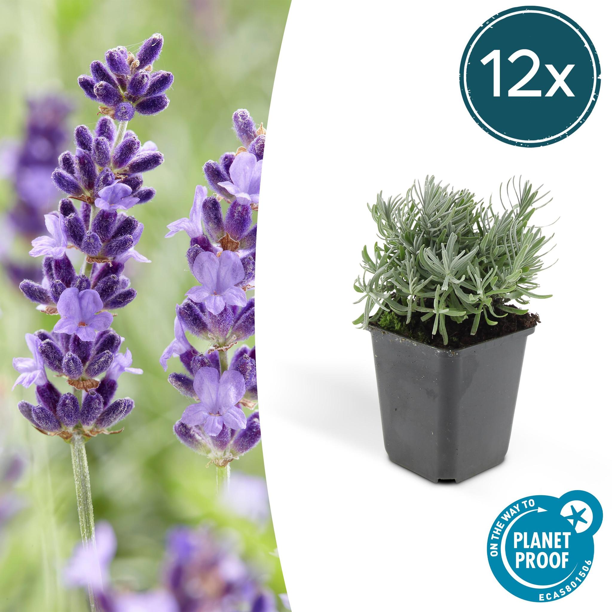 Lavendel - Lavandula 'Hidcote' - ↕10-25cm - Ø9cm - 12 Stück