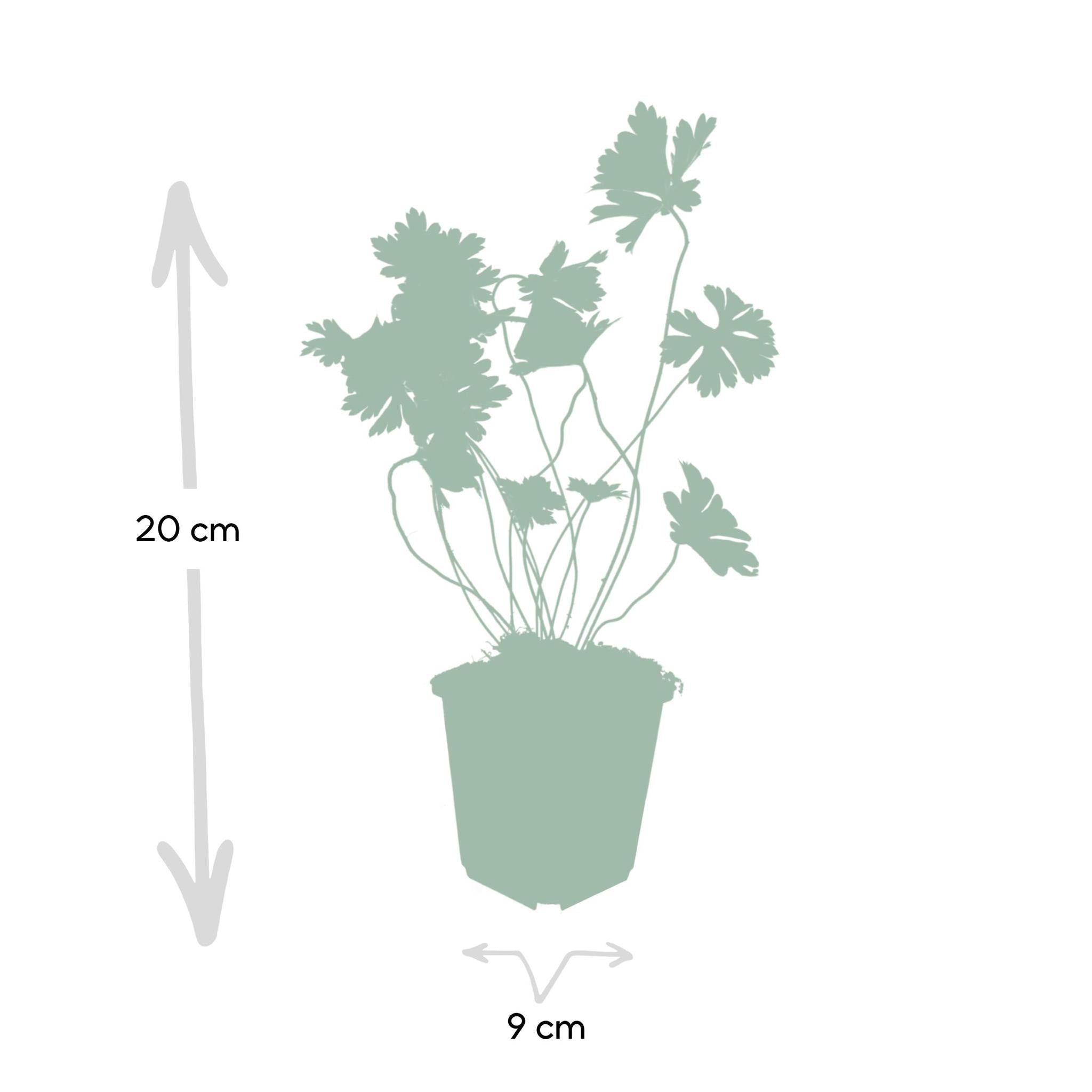 Storchschnabel 'Rozanne Geranium Rozanne - ↕25cm - Ø9cm - 40x