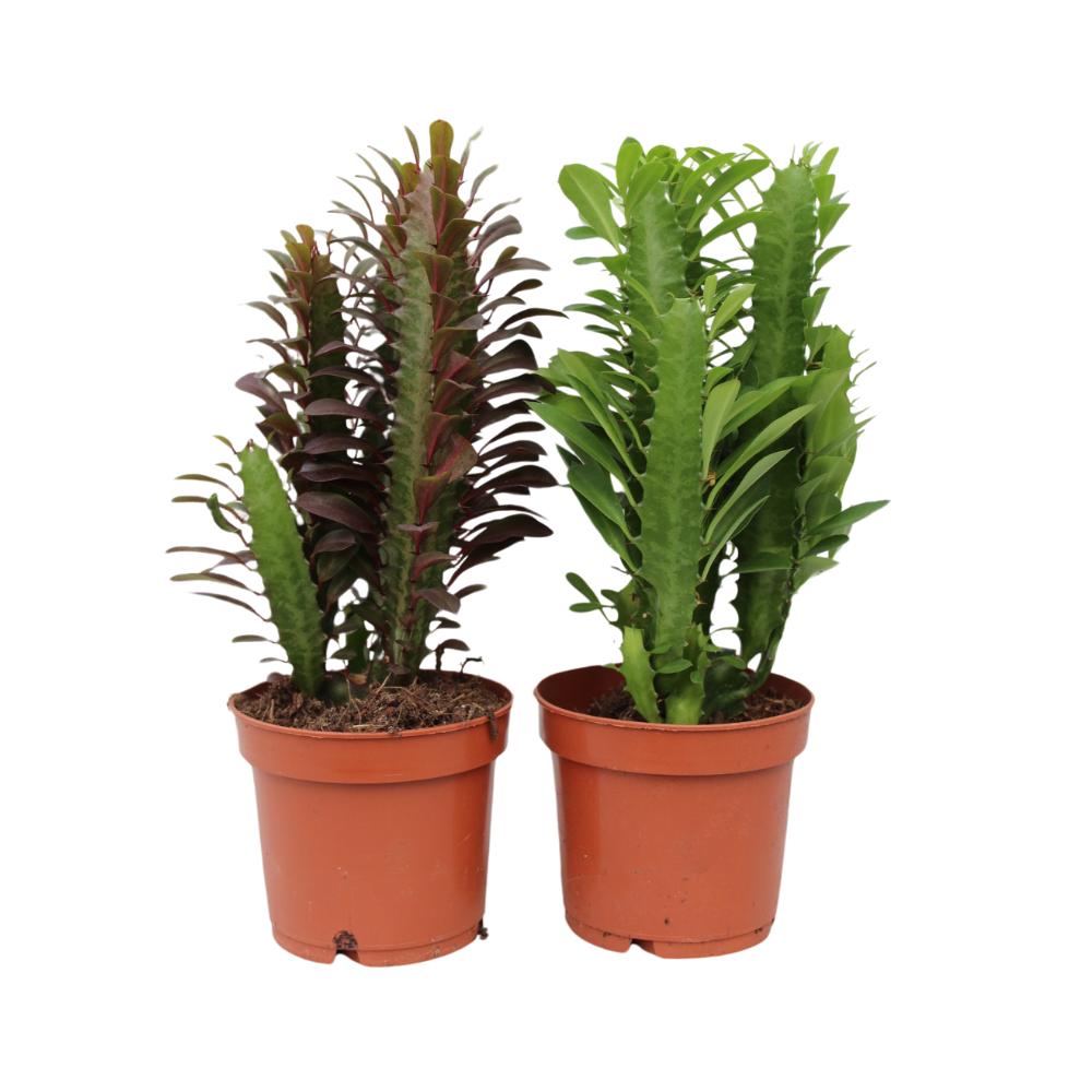 Wolfsmilch Euphorbia Trigona gemischt rot und grün - Ø12cm - ↕35cm   2 Stück