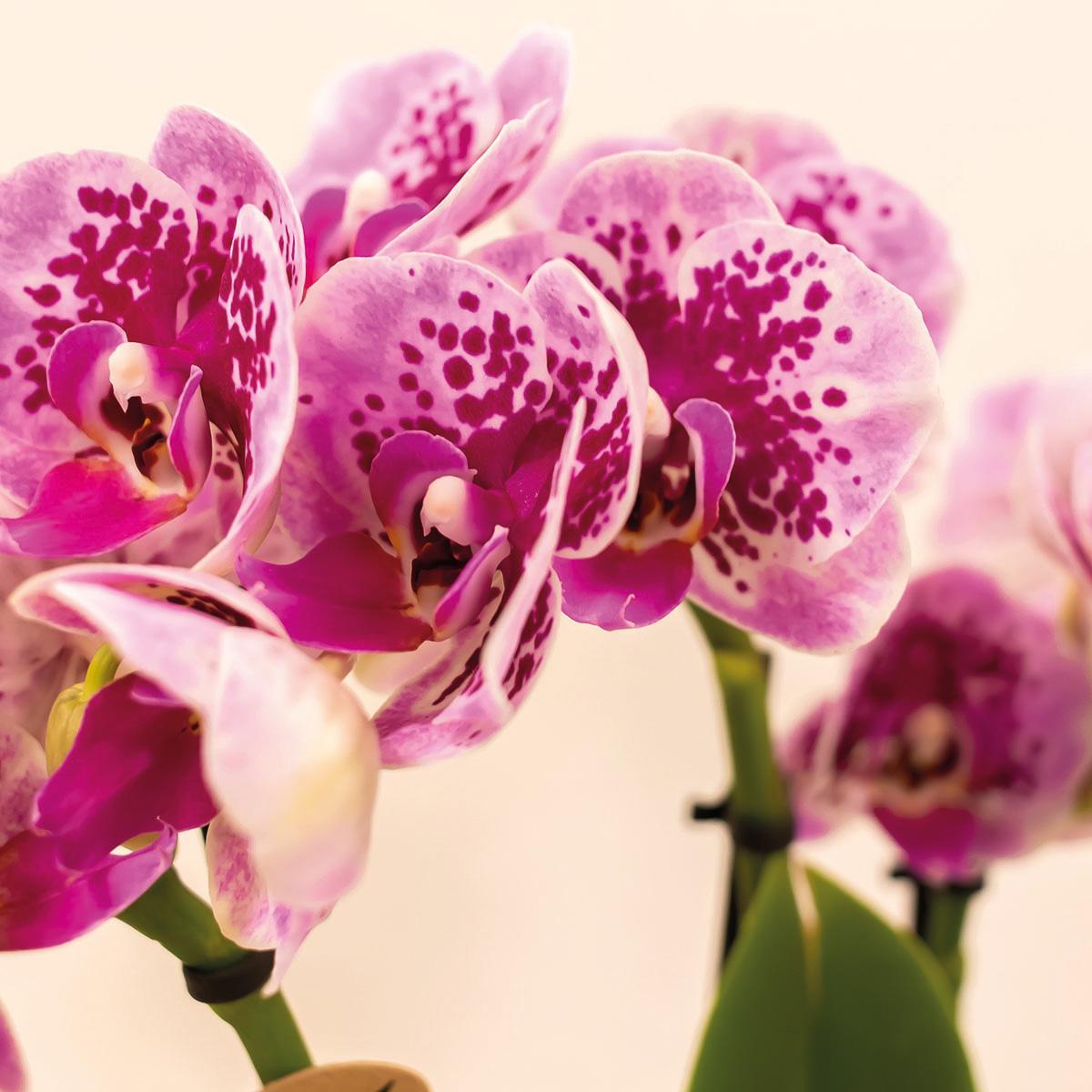 Kolibrie-orchideeën | COMBI DEAL van 4 roze paar phalaenopsis orchideeën - El Salvador - potmaat Ø9cm | bloeiende kamerplant - vers van de kweker