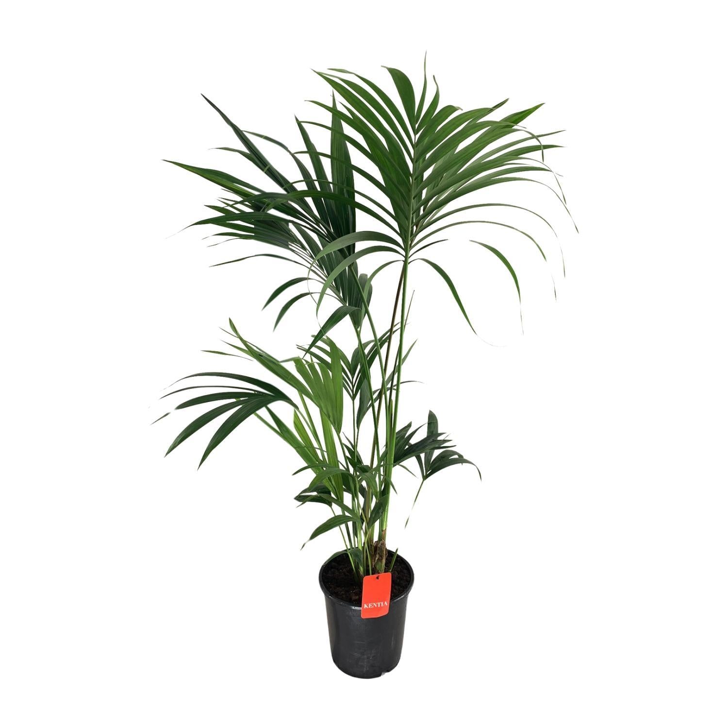 Kentia Palme - Howea Forsteriana - Ø24cm - ↕130cm