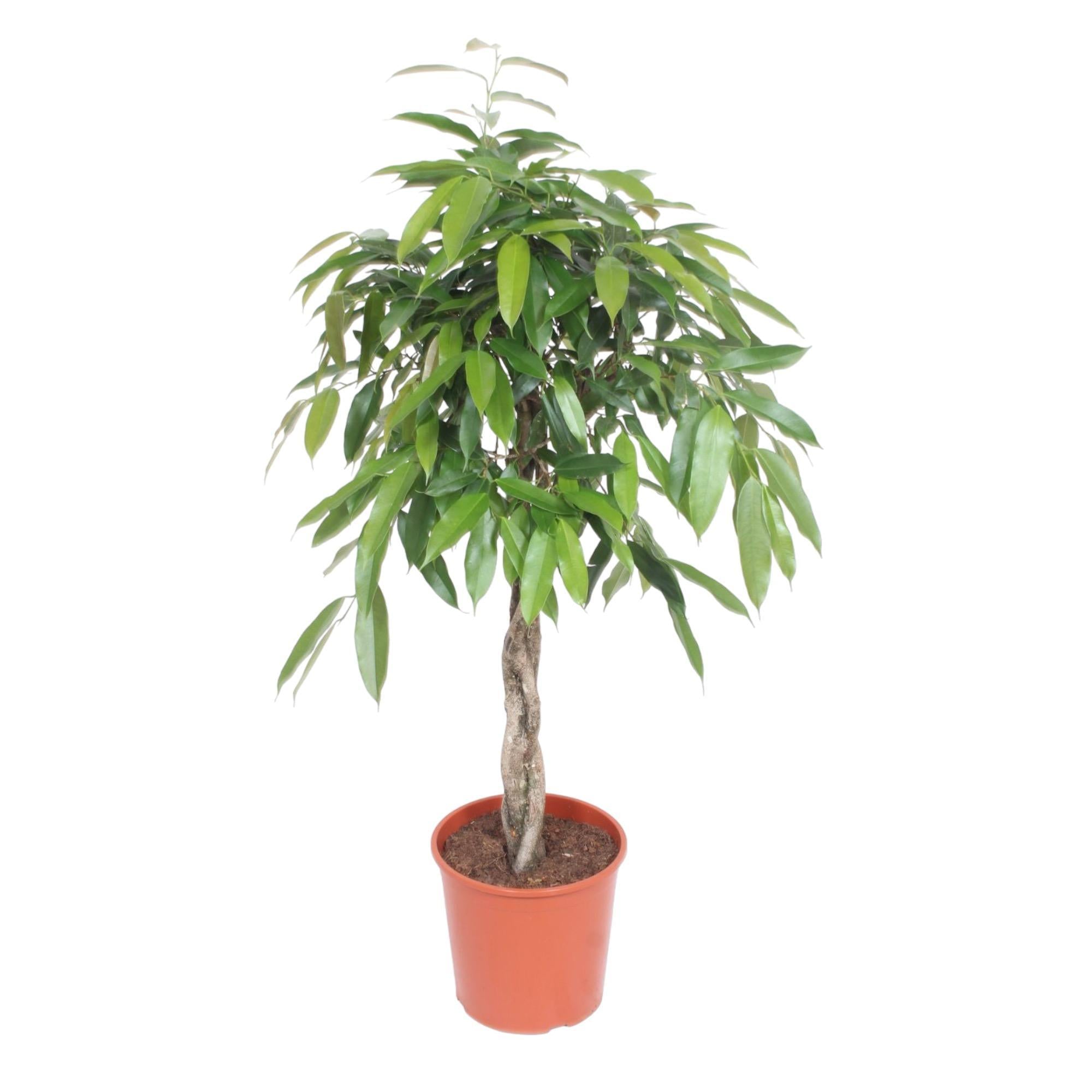 Gummibaum -  Ficus Amstel King geflochtener Stamm - 140 cm - ø30